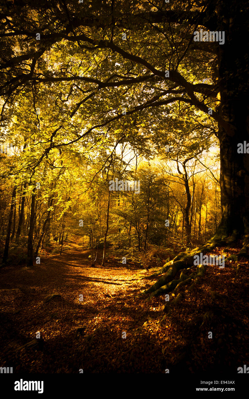 Herbstliche Farbtöne im Frühjahr Woods, Whalley, Lancashire, UK. Stockfoto