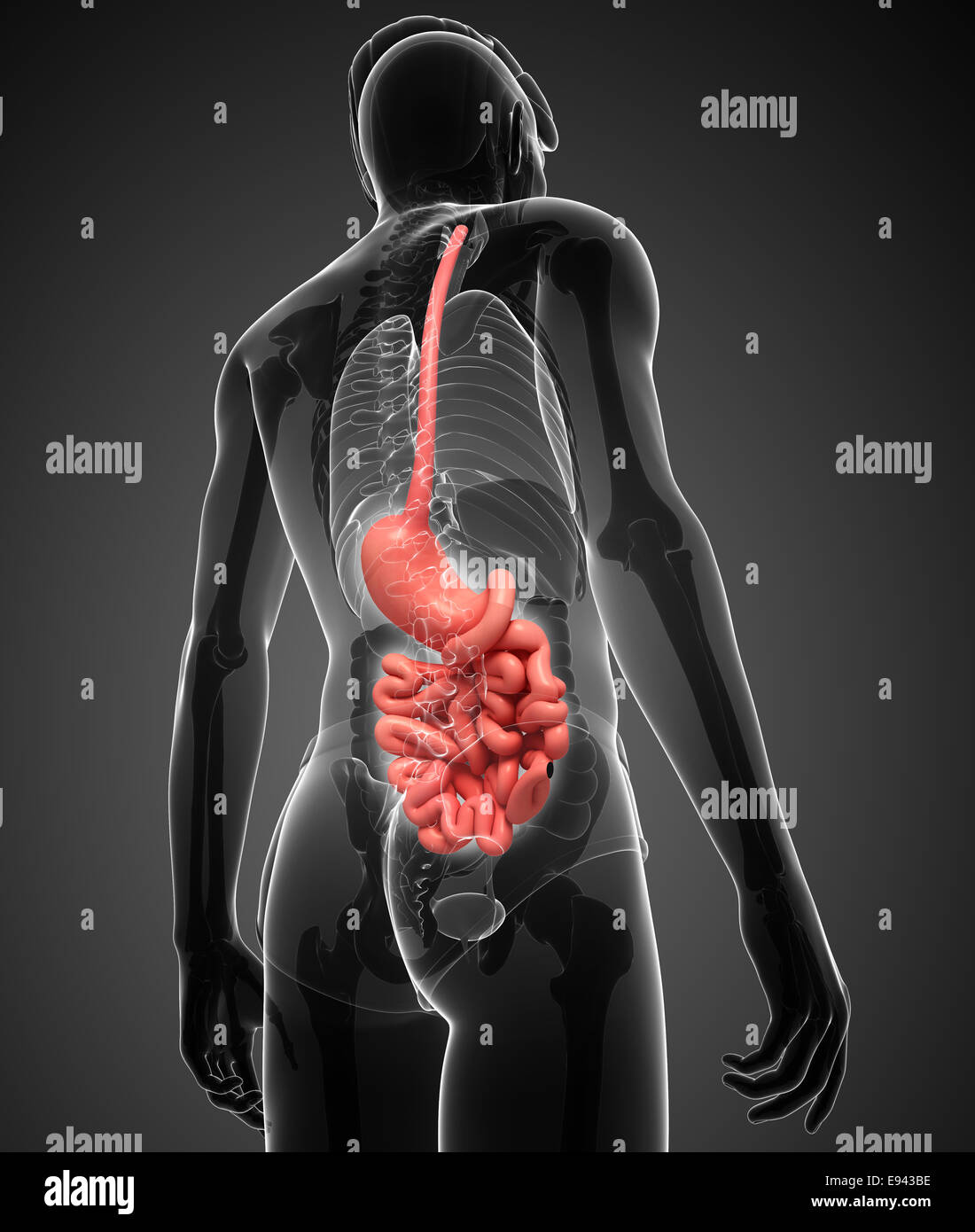 Darstellung der männlichen Dünndarm Anatomie Stockfotografie - Alamy