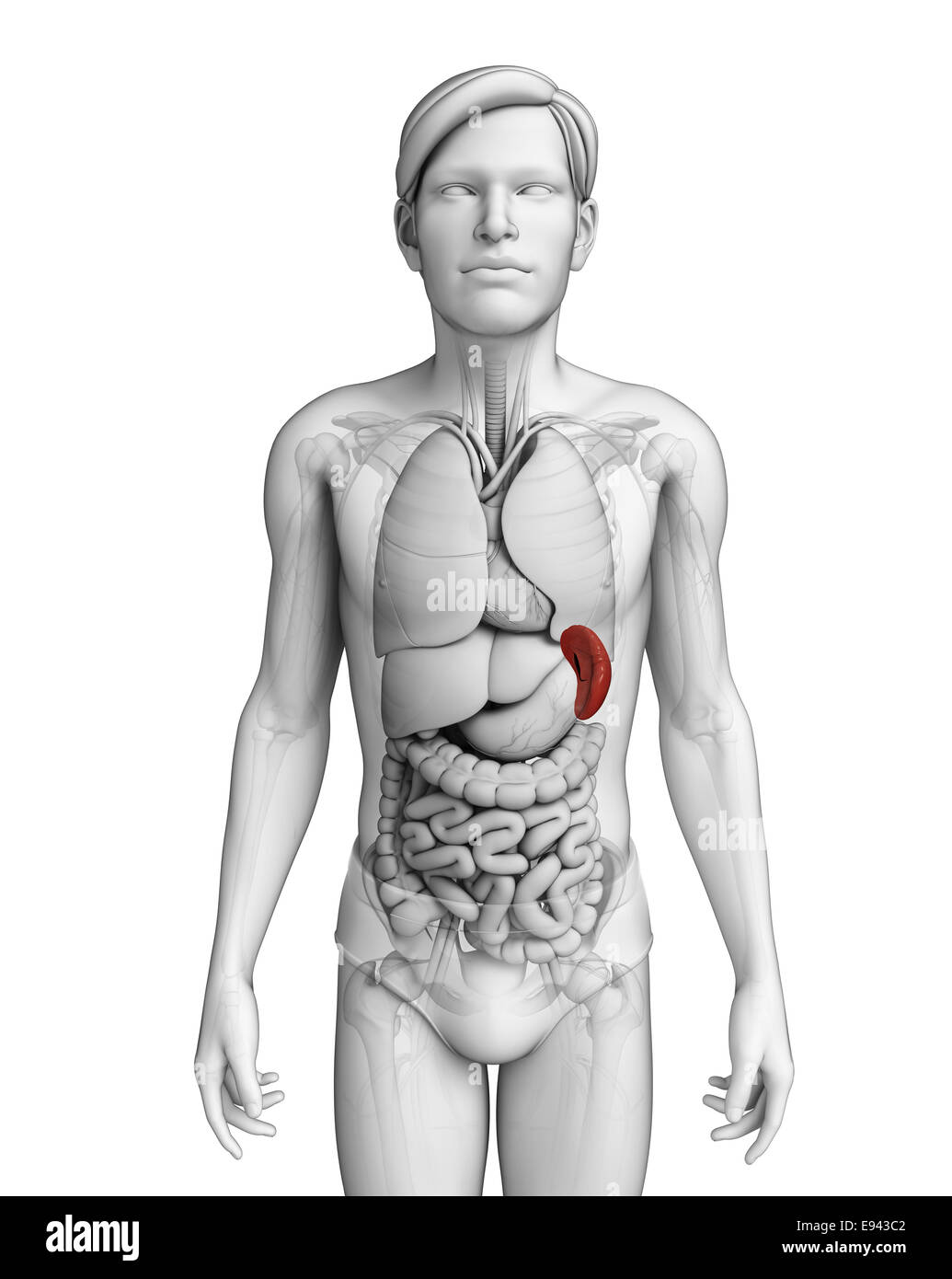 Darstellung der männlichen Milz Anatomie Stockfoto