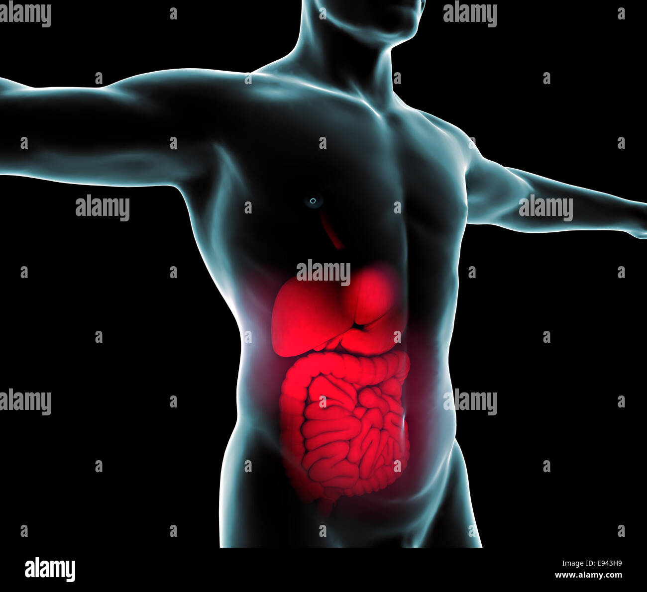 Mann und Röntgen des Verdauungssystems Stockfoto