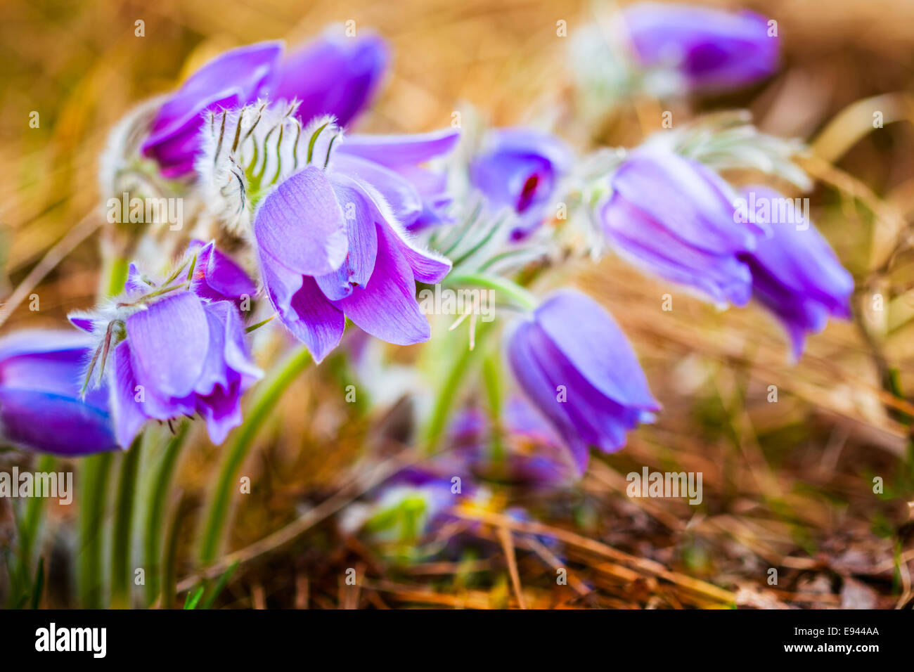 Wild-Frühling Blumen Pulsatilla Patens. Blühende Pflanze In der Familie Butterblume, heimisch in Europa, Russland, Mongolei, China, Kanada Stockfoto