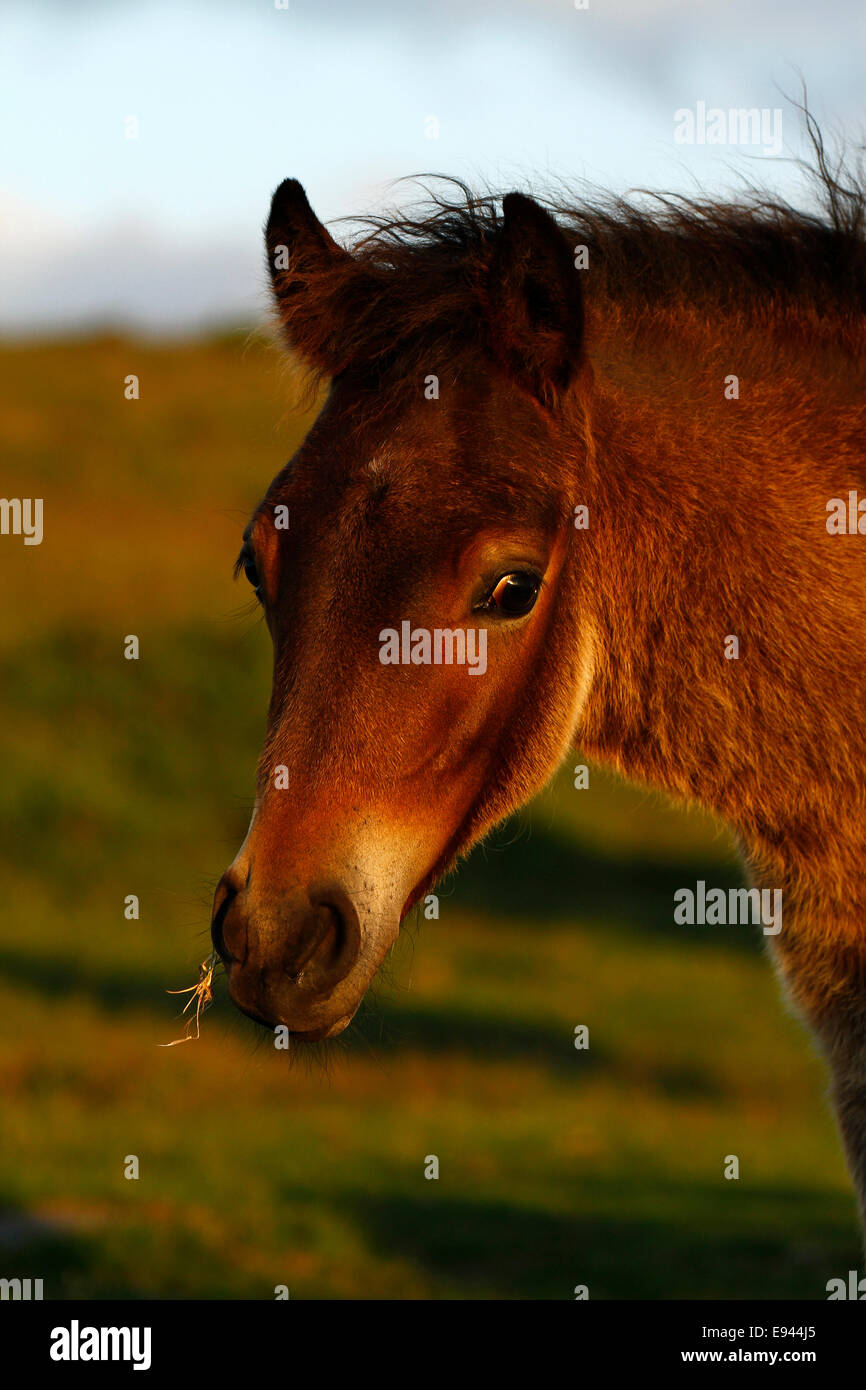 Dartmoor pony fohlen colt devon uk Fotos und Bildmaterial in hoher