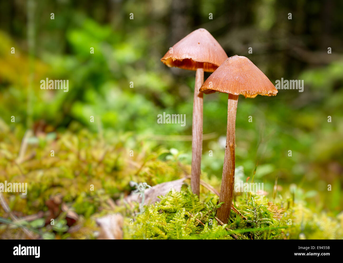 Pilz paar auf Herbst Wald Hintergrund. Stockfoto