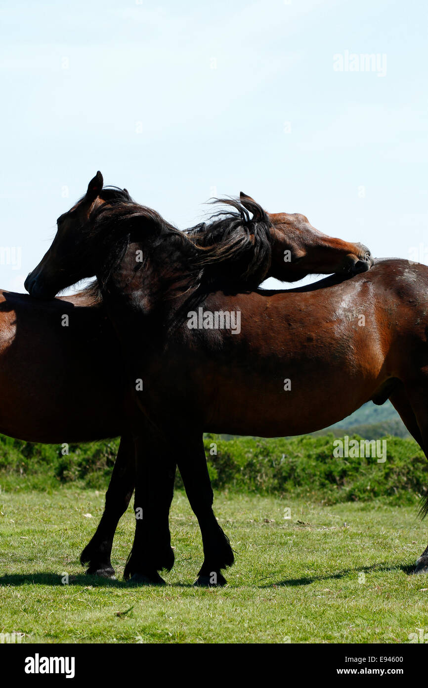 Porträtbild von zwei Bucht wilden Dartmoor Ponys pflegen einander gegenseitig verkratzen sichert mit ihren Mündern Stockfoto