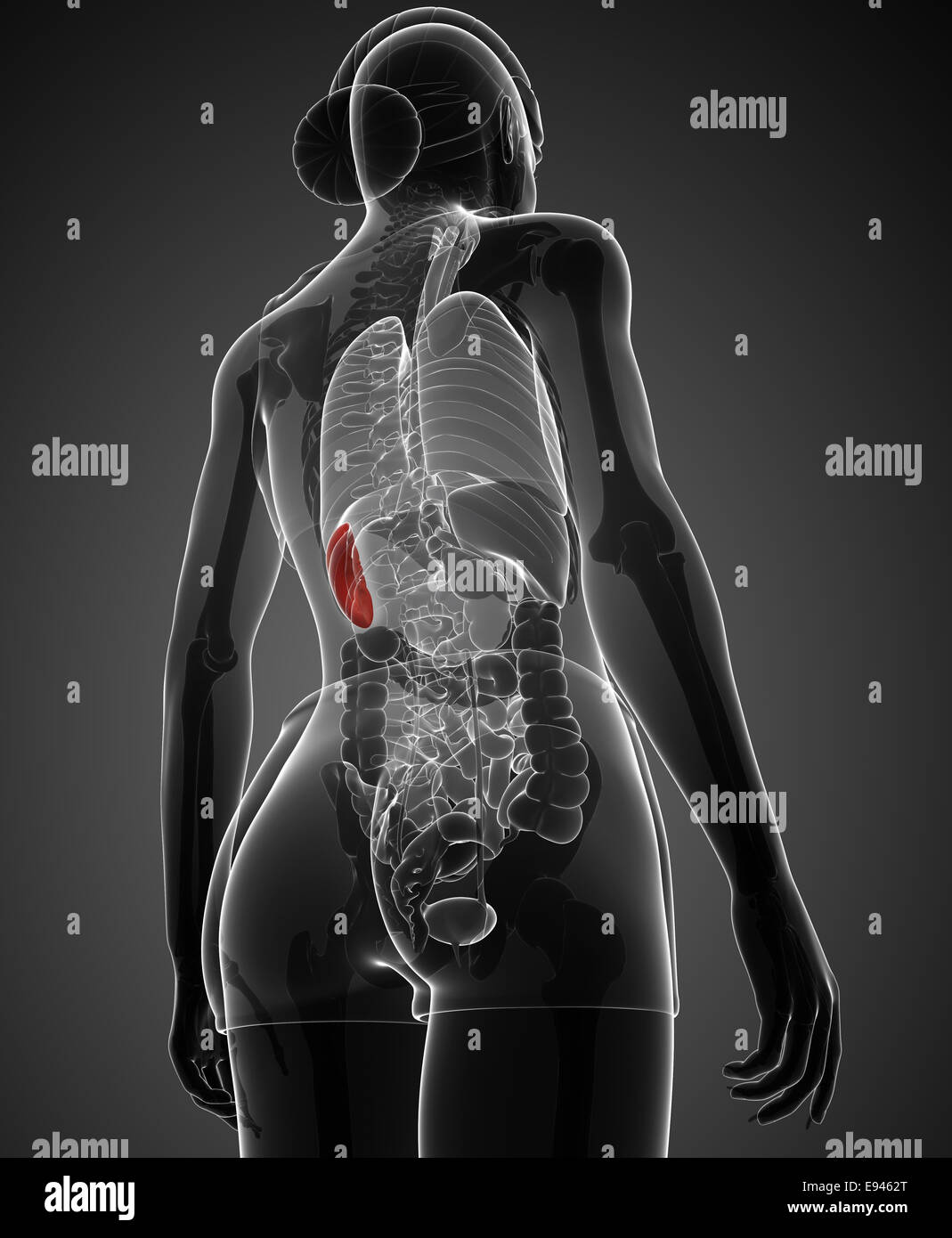 Darstellung der weiblichen Milz Anatomie Stockfoto