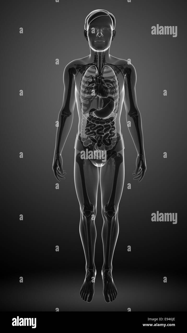 Abbildung von X-Ray männlichen Verdauungssystem Kunstwerk Stockfoto