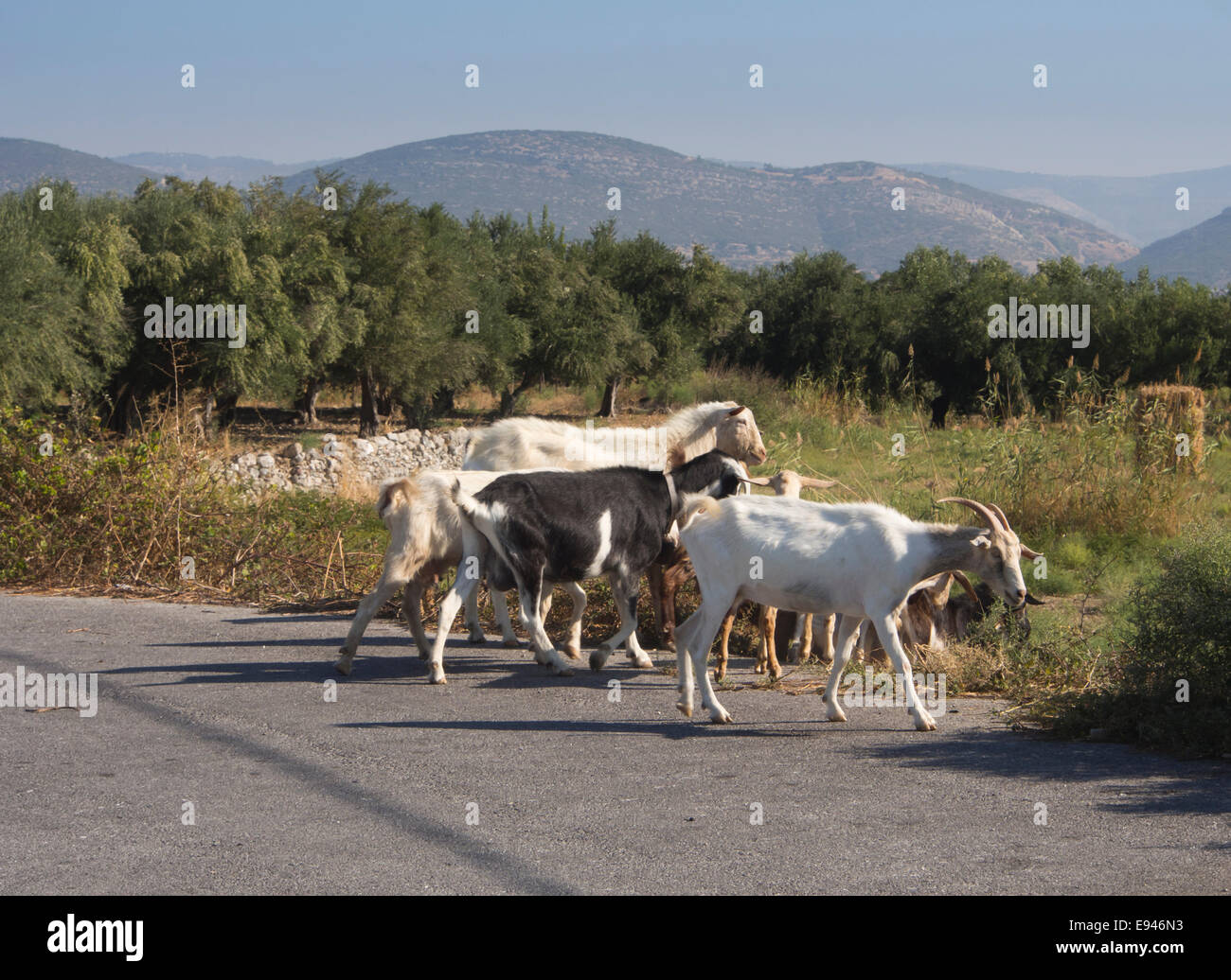 Griechische Ziegen, die Straße zu überqueren, einen gemeinsamen Blick in die Landschaft, vorsichtiges Fahren erforderlich, Käse und gute lokale Lebensmittel im Verstand, Samos Griechenland Stockfoto