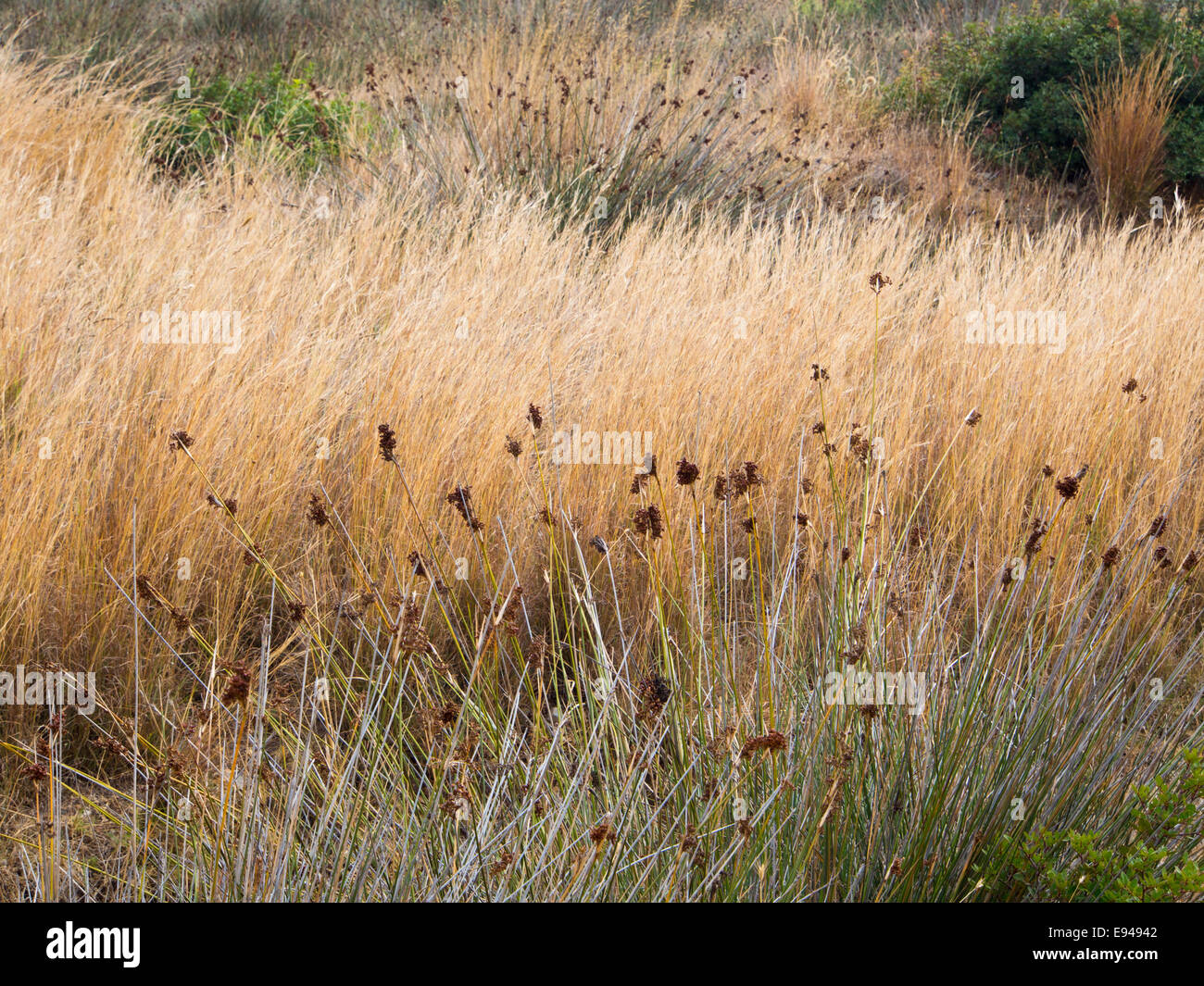 Lagen und Sorten hohes Gras und Stroh in einem mediterranen Herbst Feld goldene Farben in Samos Griechenland Stockfoto