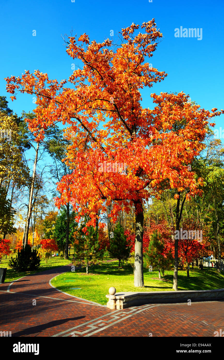 Die Bäume im Herbst Farben in Mezhigirya, Novi Petrivtsi, Ukraine Stockfoto