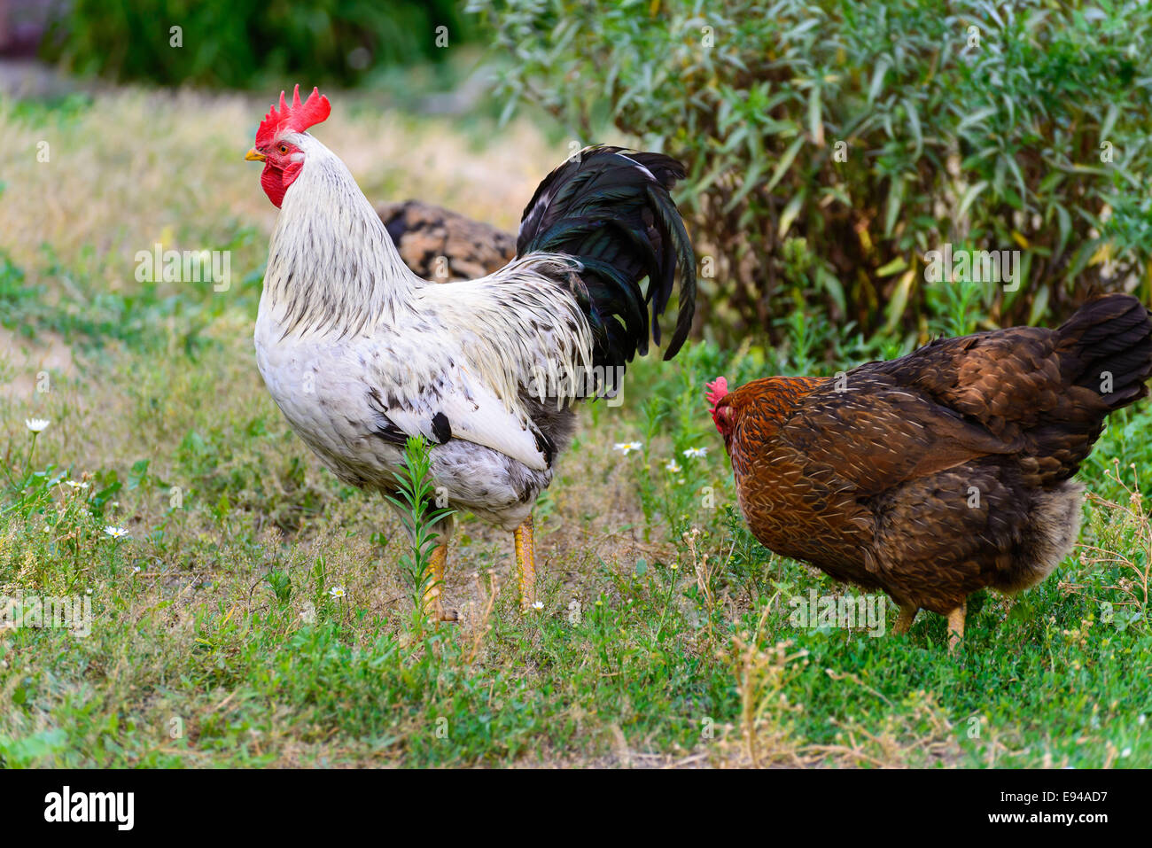 Eiablage Hühner auf dem Hof Stockfoto
