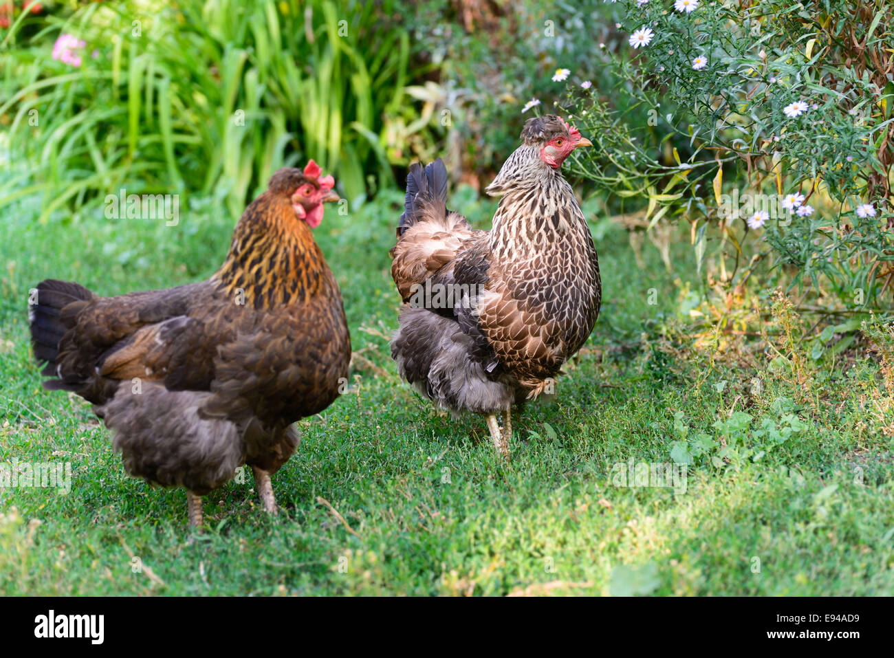 Eiablage Hühner auf dem Hof Stockfoto