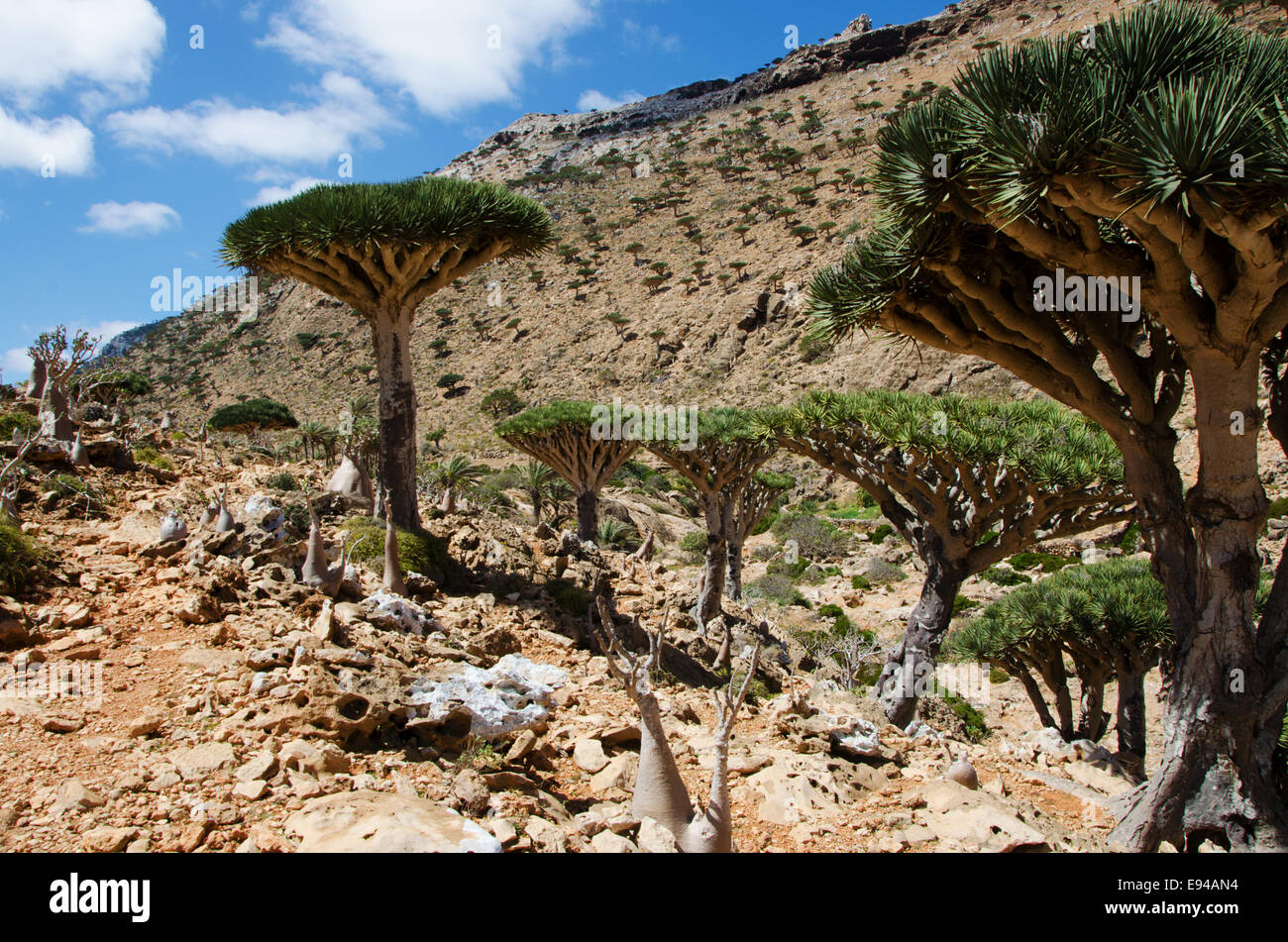 Socotra, Überblick über den Drachenbäumen Blut Wald in Homhil Plateau Stockfoto