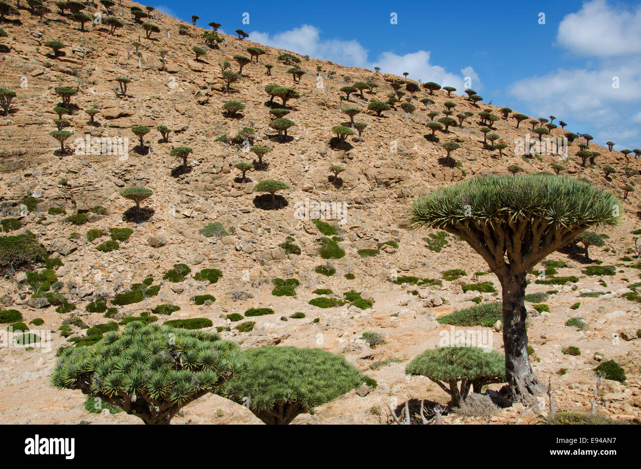 Socotra, Überblick über den Drachenbäumen Blut Wald in Homhil Plateau Stockfoto