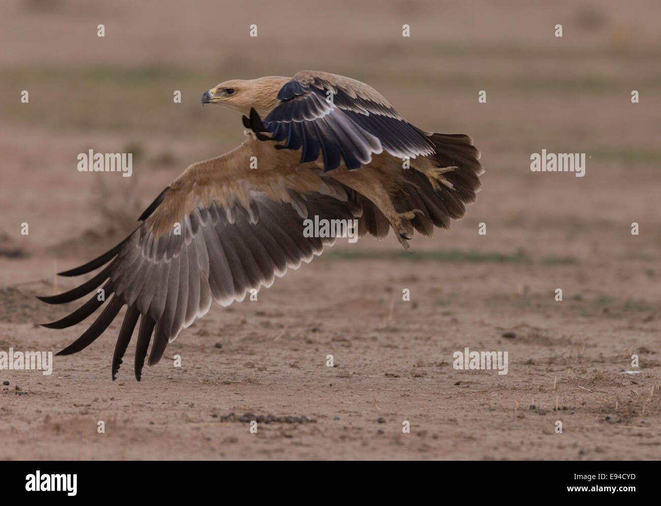 Tawney Adler im Flug Kgalagadi Transfrontier Park Stockfoto