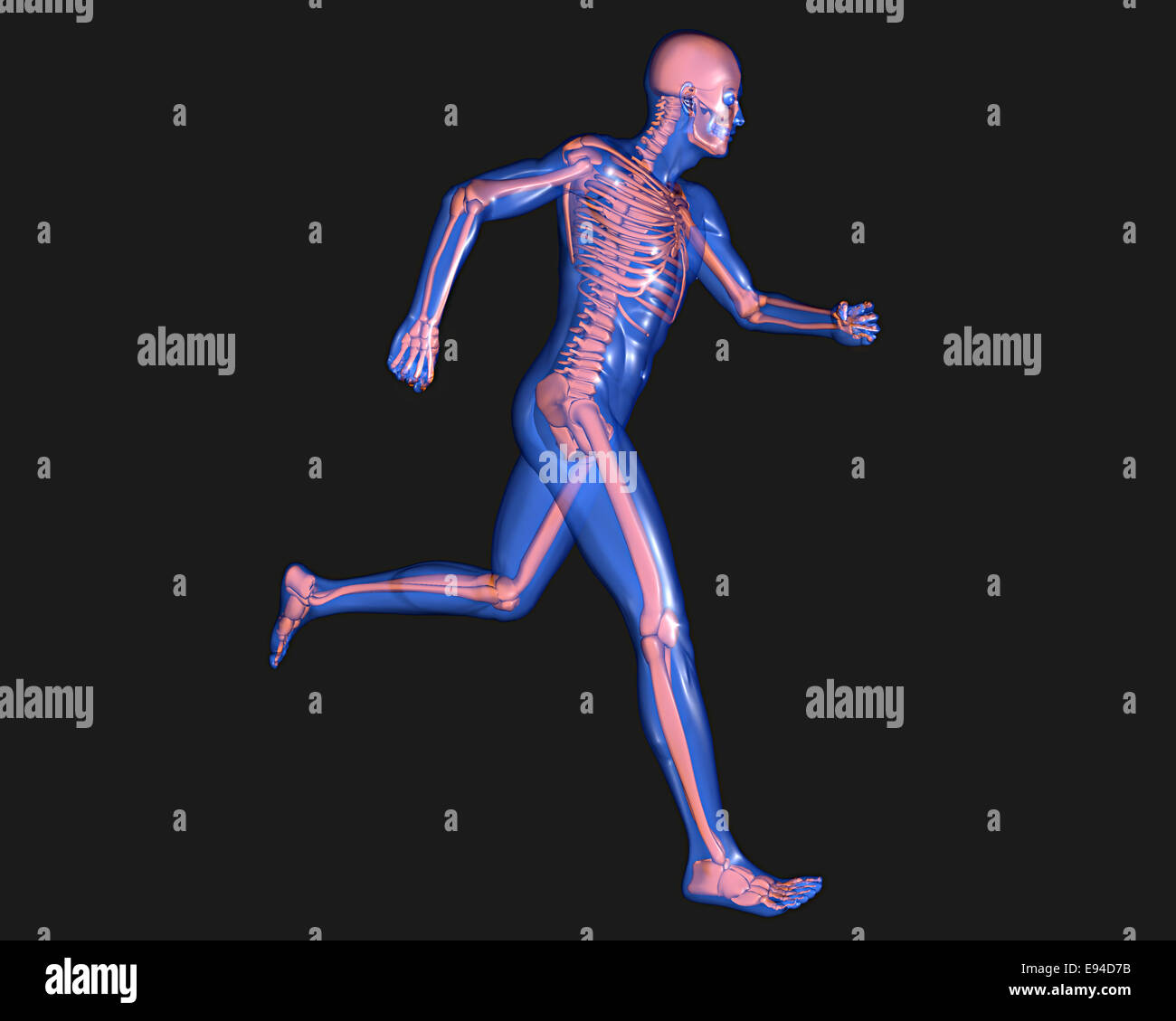 Mann läuft, Röntgenaufnahmen des menschlichen Körpers Stockfoto