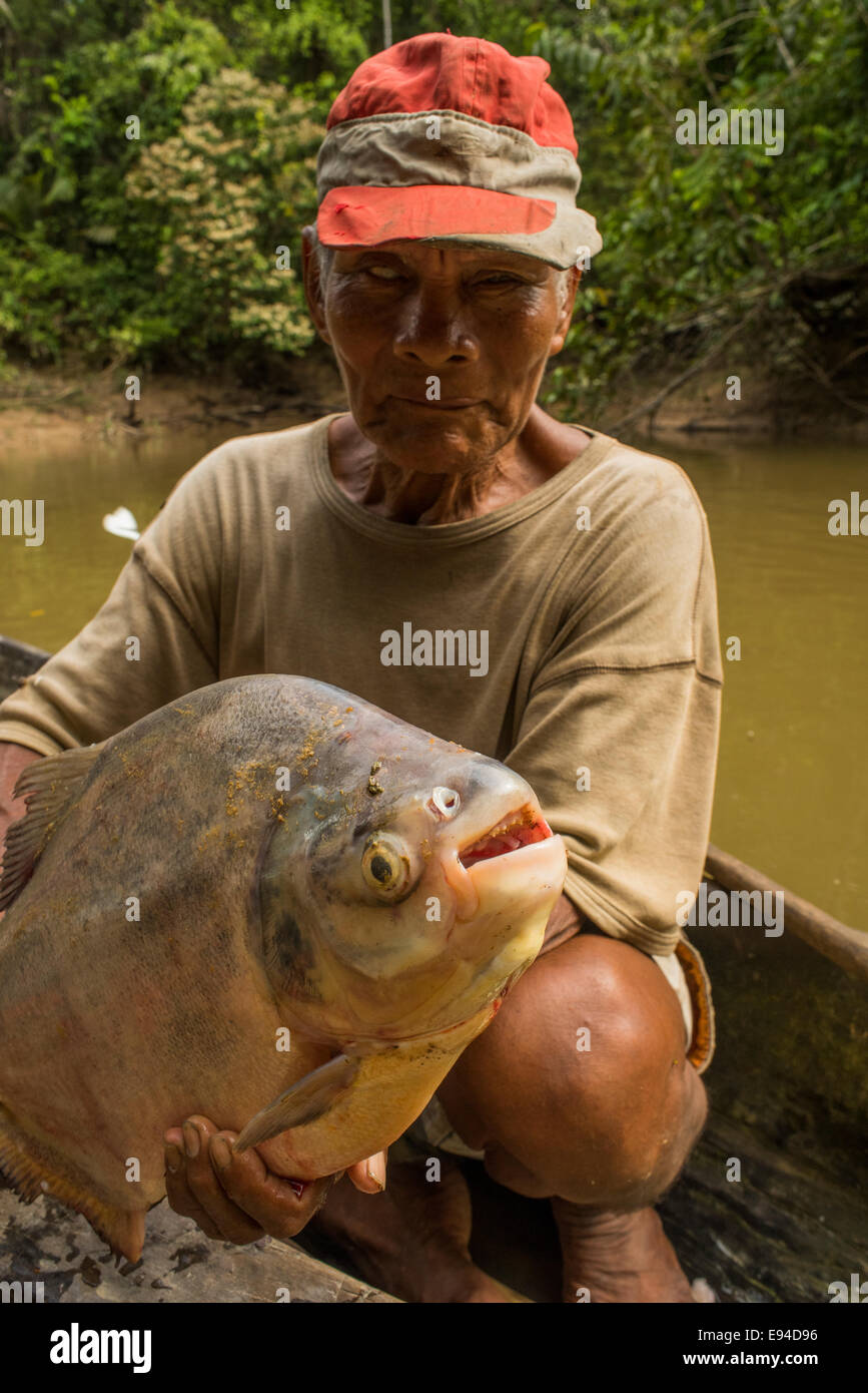 RotbauchPacuFische oder Pirapitinga (Piaractus Brachypomus