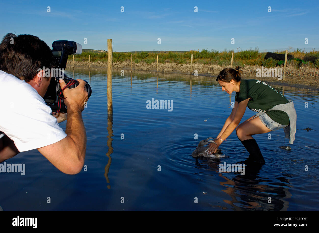 Lagune Fuente de Piedra, Release Flamingos nach Ringe und, Rosaflamingo (Phoenicopterus Ruber misst) Stockfoto