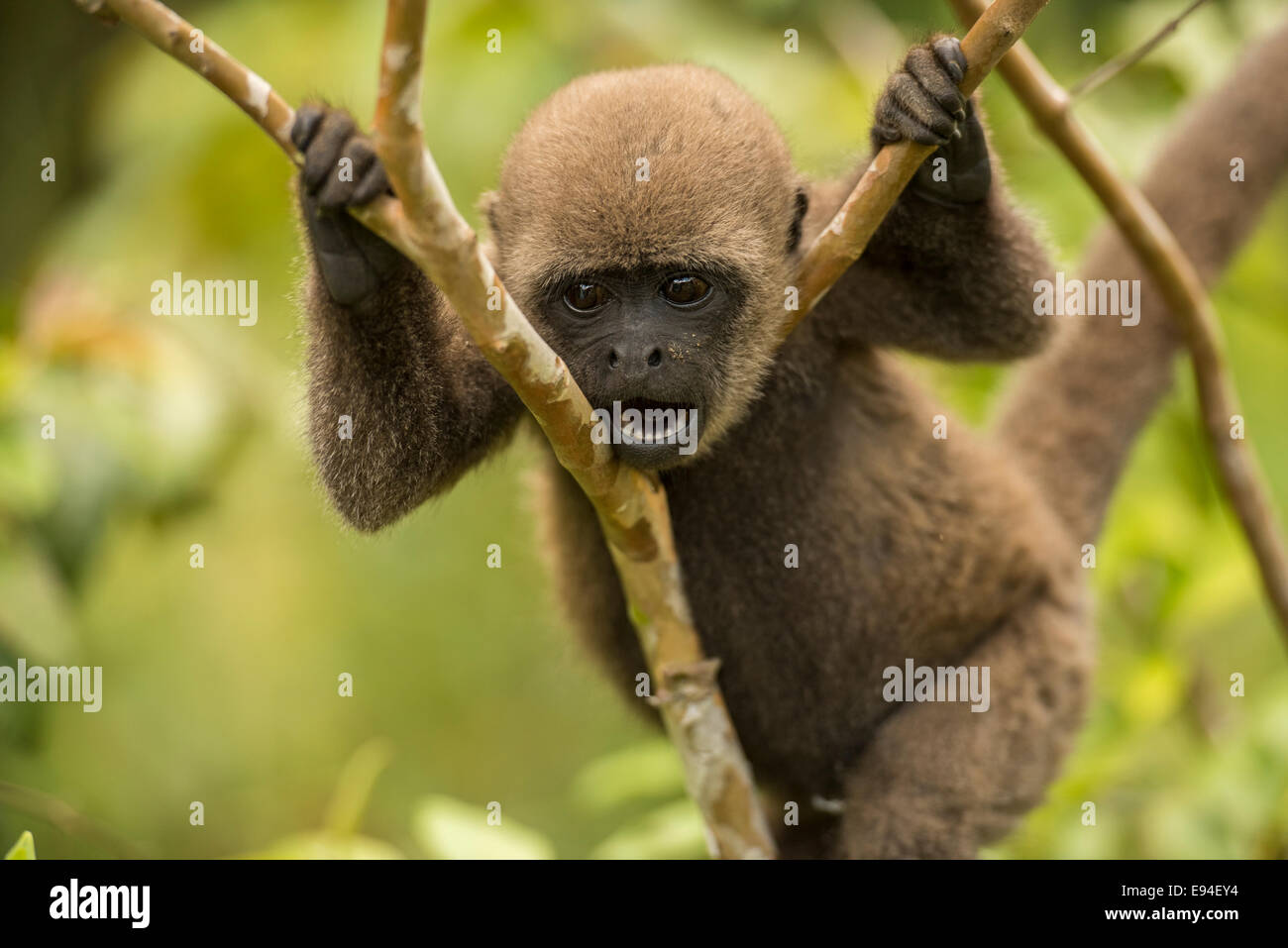 Gemeinsamen wollige Affen Lagothrix Lagotricha Lagotricha (auch bekannt als  Humboldts wollig Affe Stockfotografie - Alamy