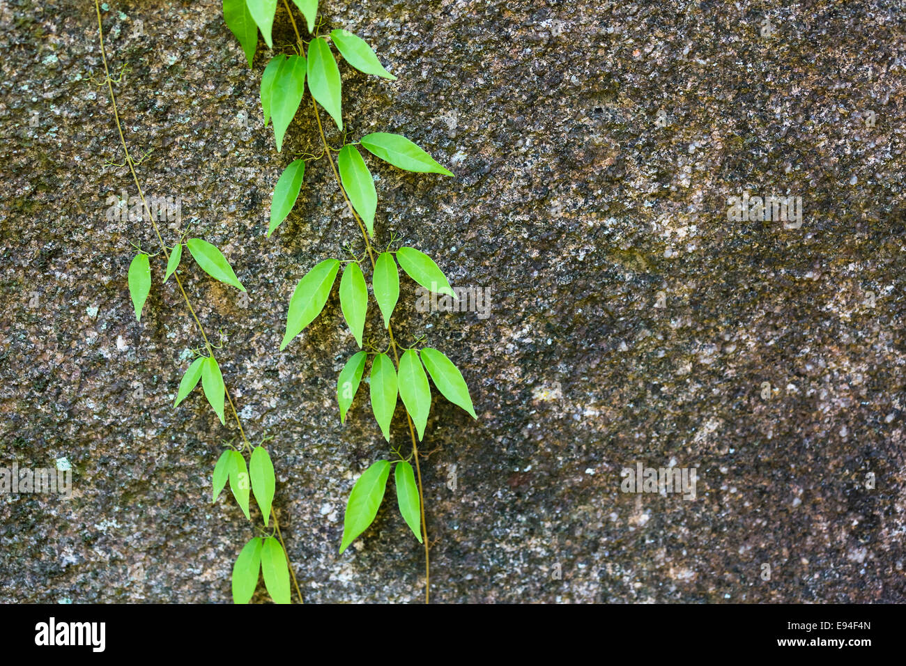 Frische Blätter von einer Kletterpflanze auf Granitfelsen in Mahe, Seychellen Stockfoto