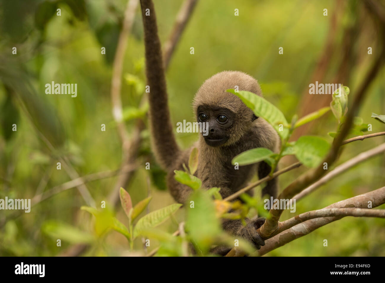 Gemeinsamen wollige Affen Lagothrix Lagotricha Lagotricha (auch bekannt als Humboldts wollig Affe) Stockfoto