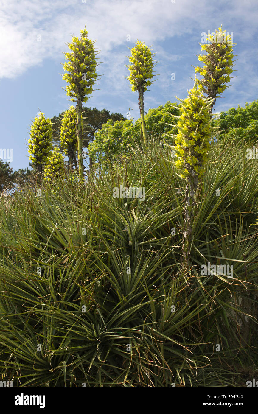 Puya Chilensis, eine groe stachelige Pflanze mit sehr hohen Stngel mit  gelben Blumen, gebrtig aus Chile, aber hier wchst in Cornwall,  Grobritannien Stockfotografie - Alamy