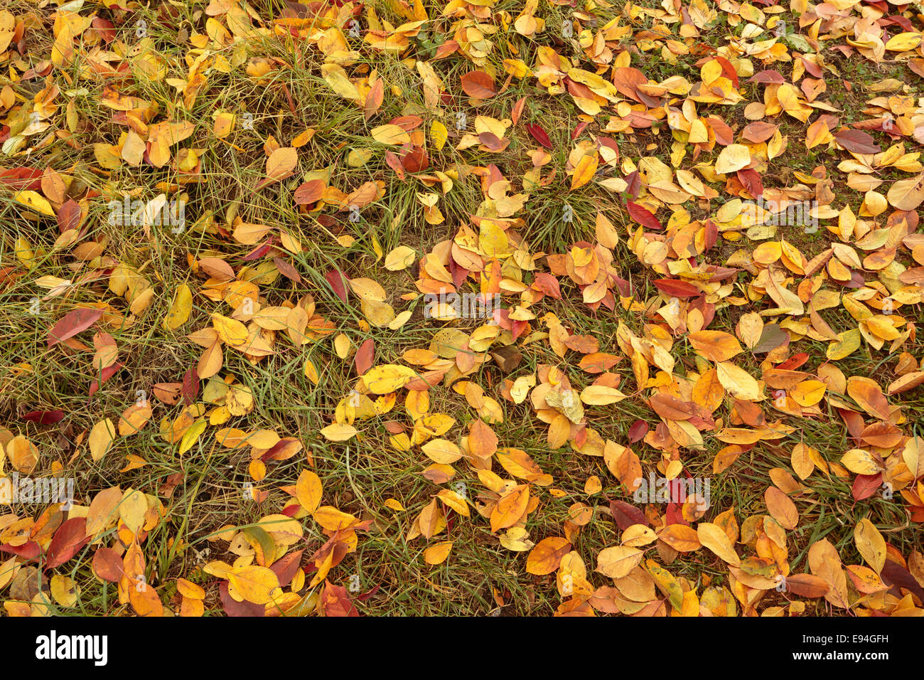 Bunte Herbstblätter farbige Hintergrund - Oktober Kirschbaum Laub Stockfoto
