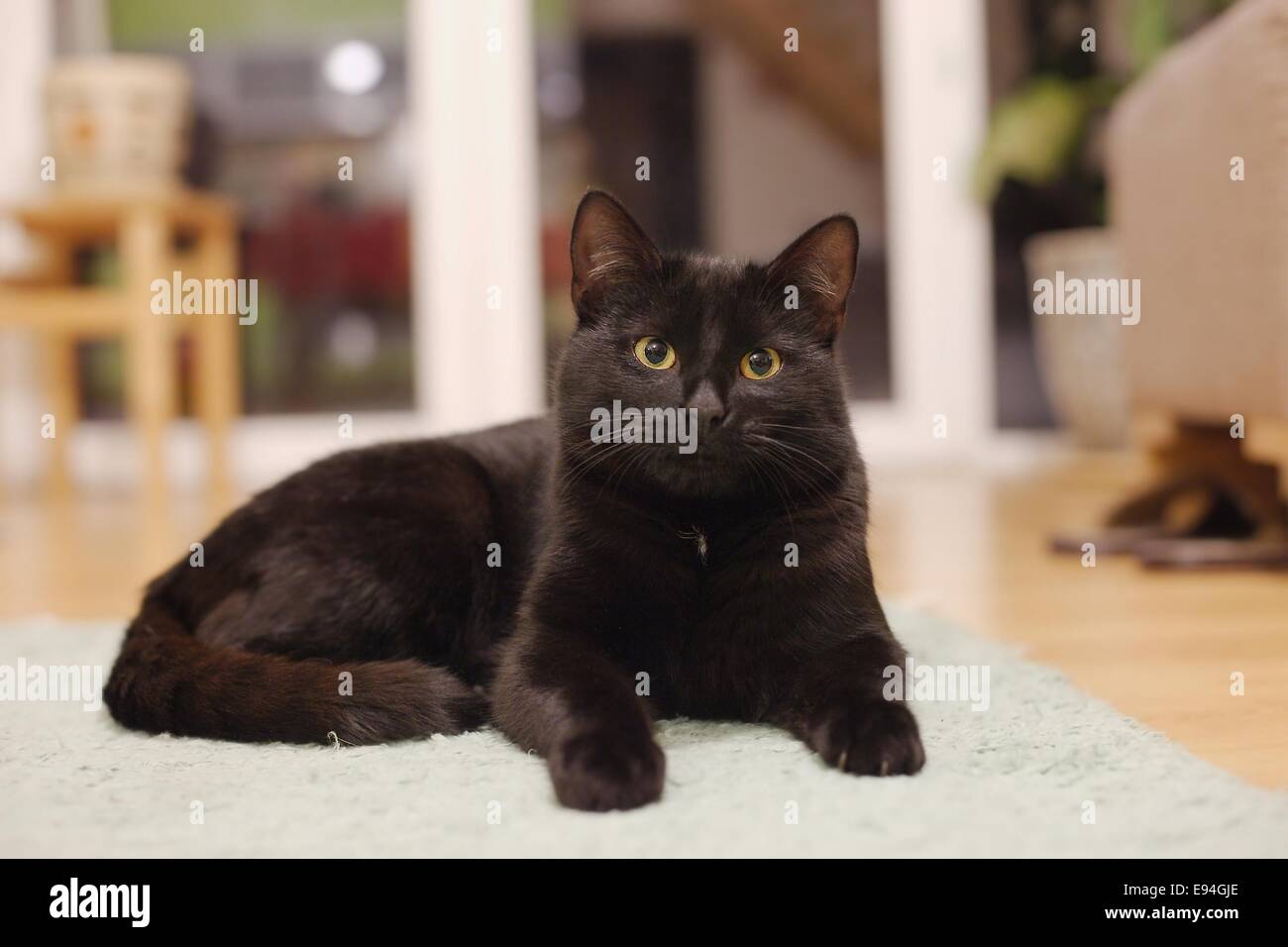 Schläfrige Katze Stockfoto