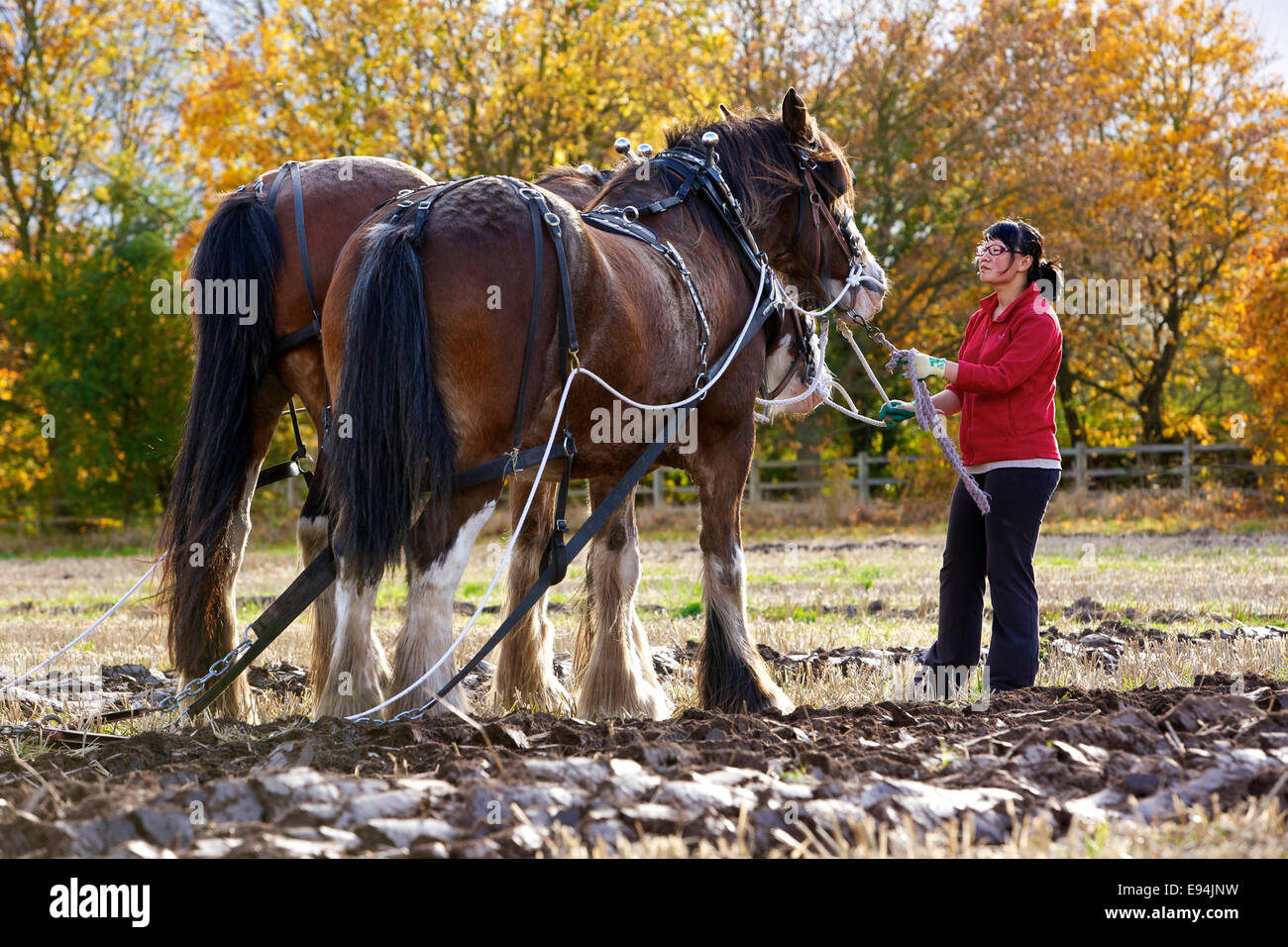 Clydesdale schwere Pferde an einem Oldtimer Pflügen gleichen UK Stockfoto