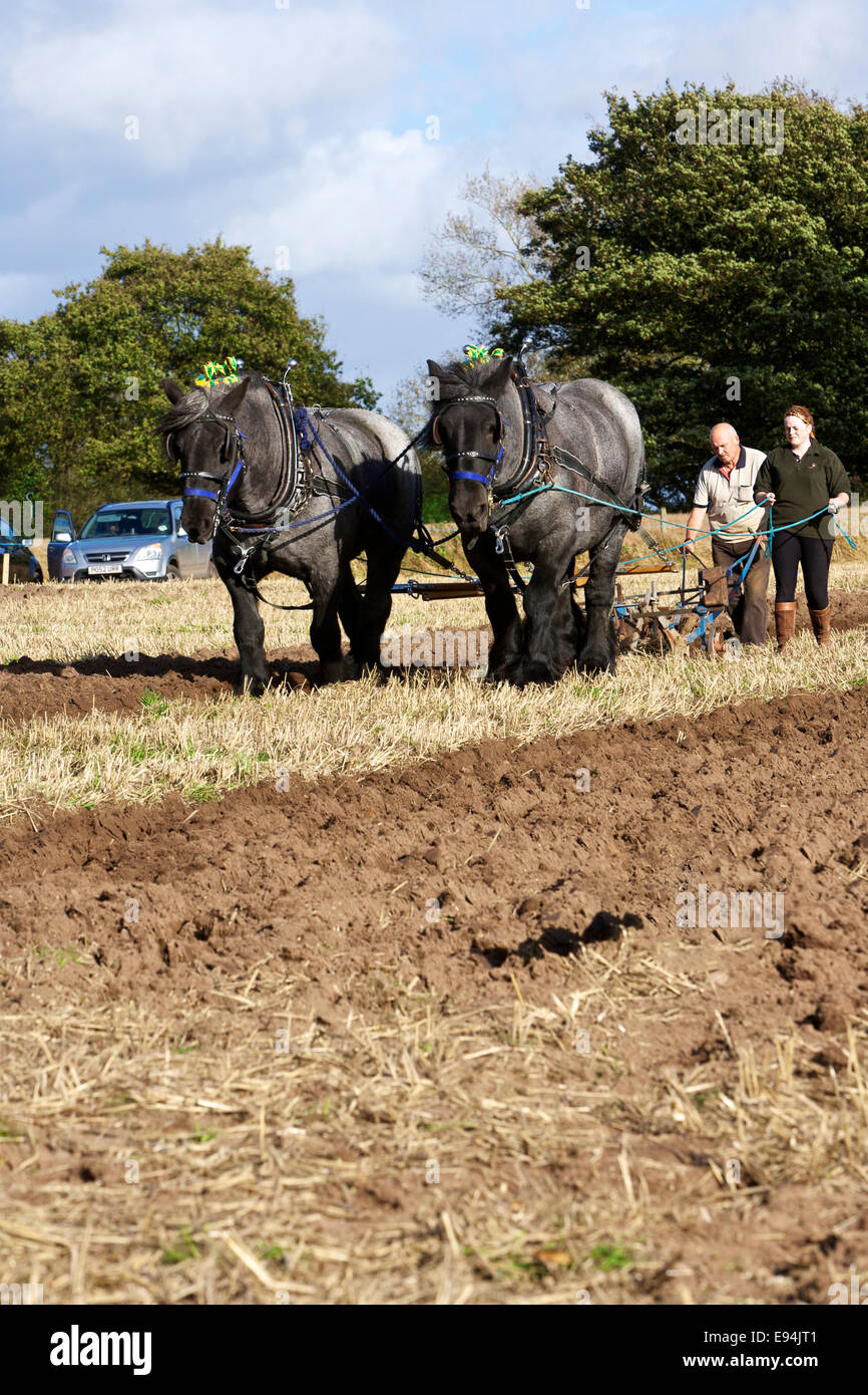 Belgische Brabançon schwere Pferde an einem Oldtimer Pflügen gleichen UK Stockfoto
