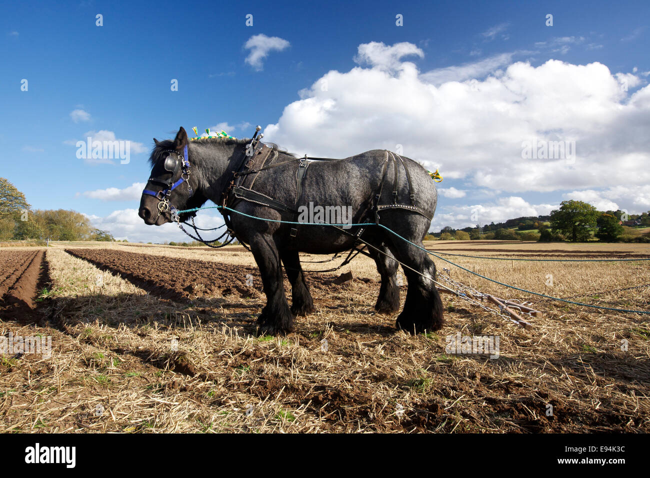 Belgische Brabançon schwere Pferde an einem Oldtimer Pflügen gleichen UK Stockfoto