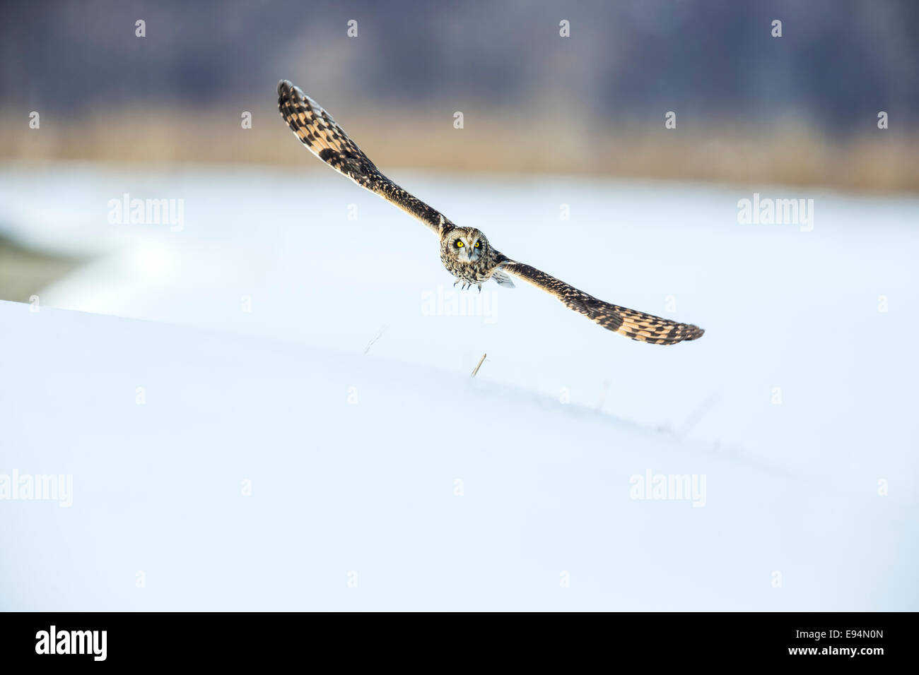 Sumpfohreule ausziehen mit seinen Flügeln weit verbreitet Stockfoto