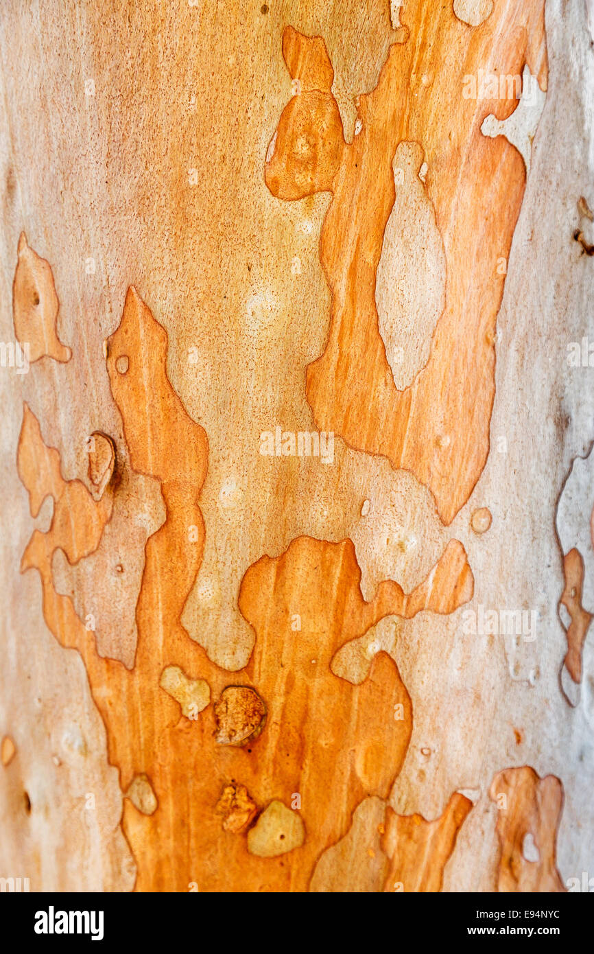 Australische Baum Rinde Muster Stockfoto