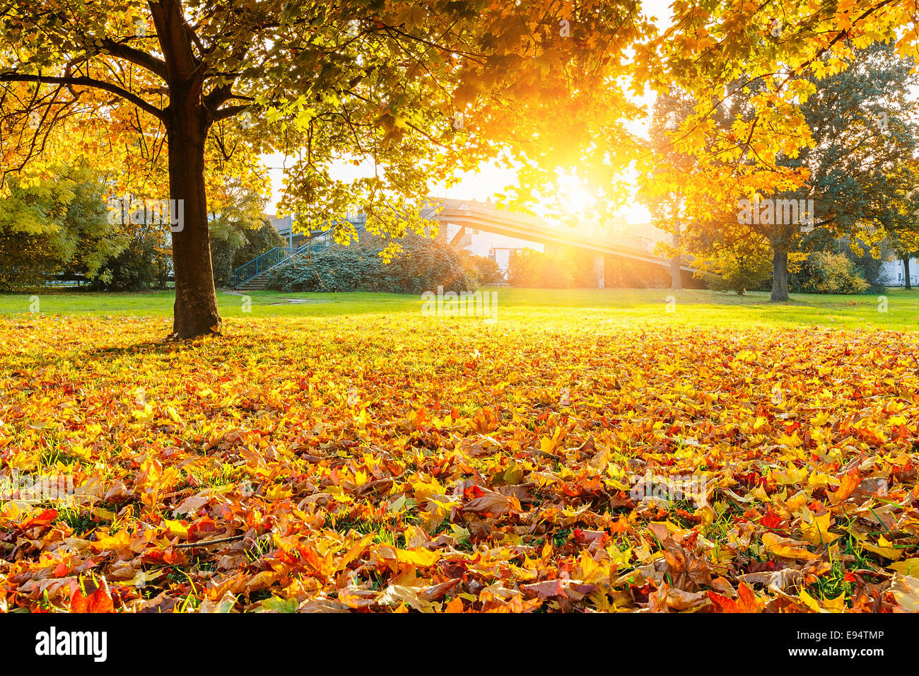 Sonniger Herbst park Stockfoto