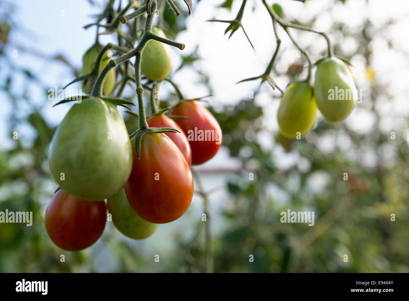 Tomaten in einem Gewächshaus im nordöstlichen Oregon wächst. Stockfoto