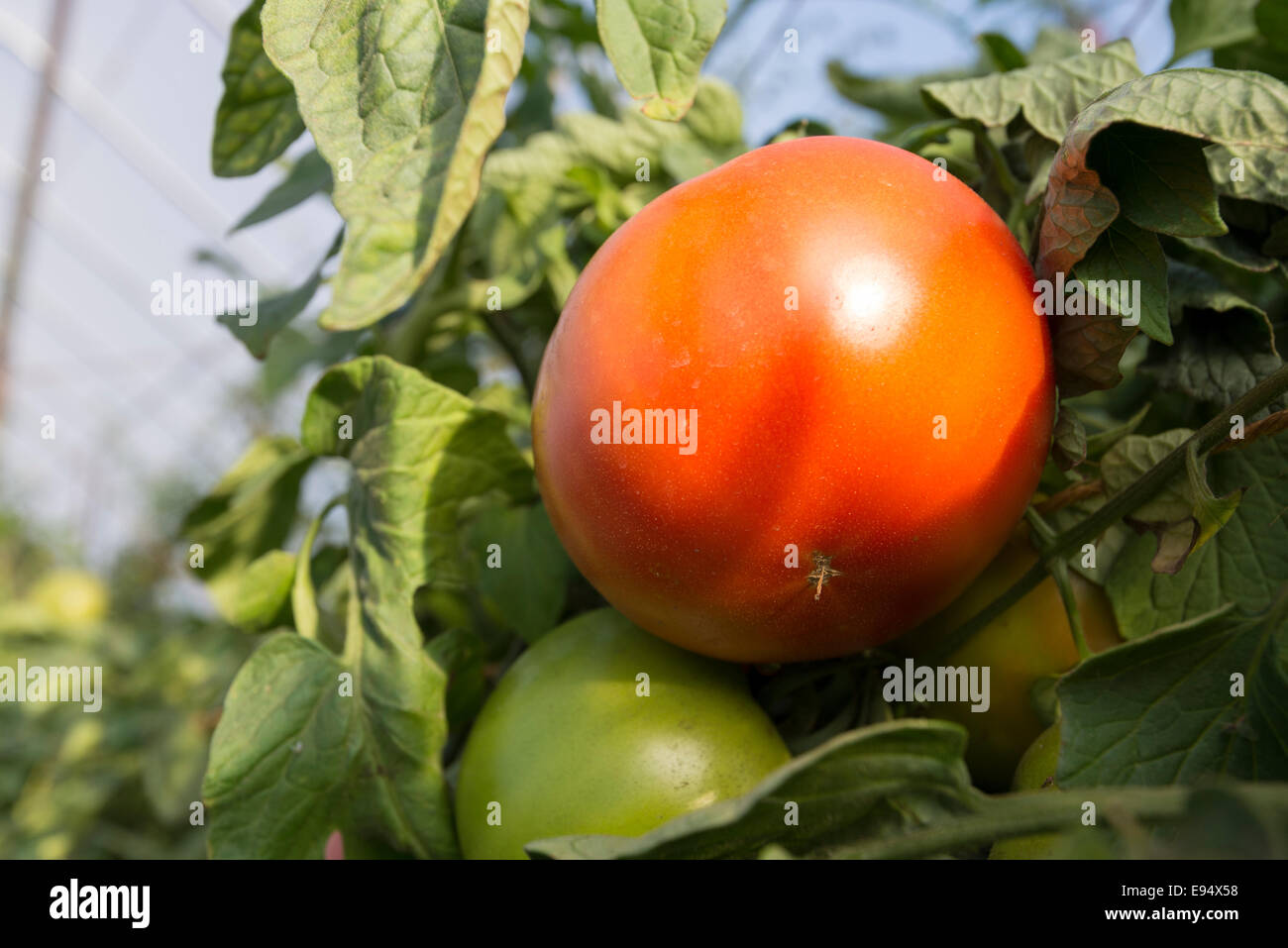 Tomaten in einem Gewächshaus im nordöstlichen Oregon wächst. Stockfoto