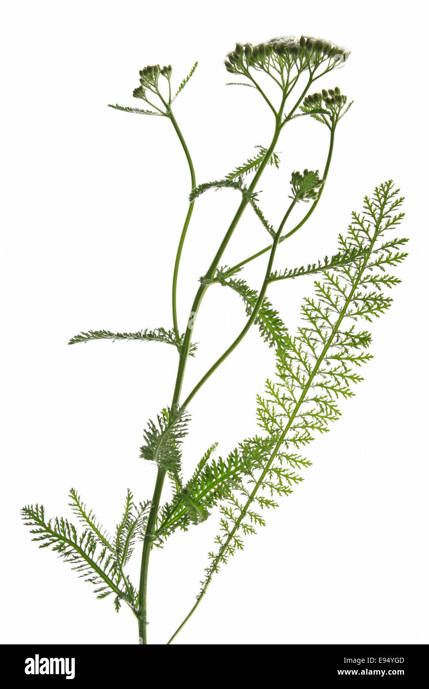 gemeinsamen Schafgarbe (Achillea Millefolium) Stockfoto