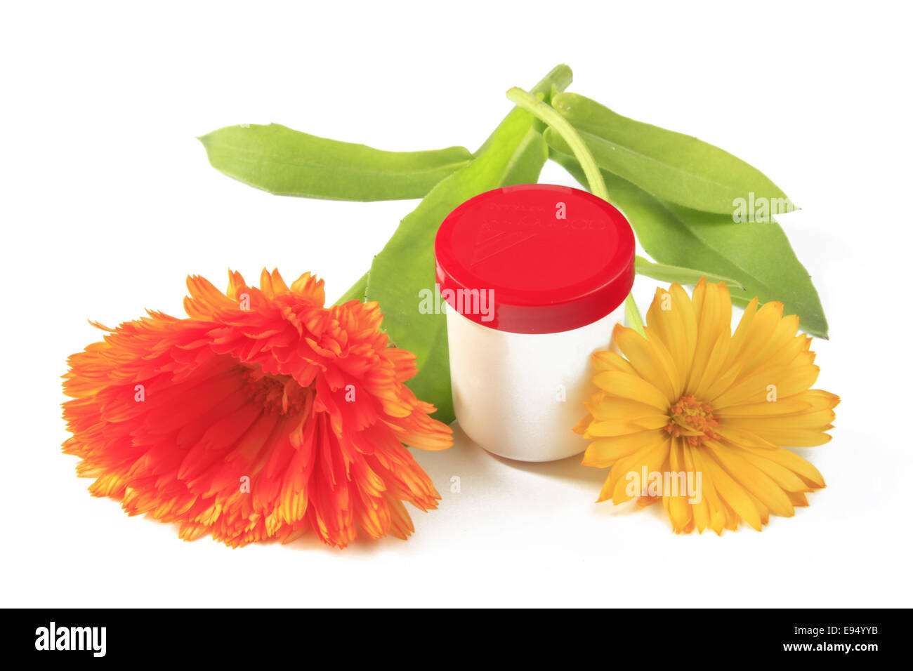 Ringelblumeblume - Calendula Officinalis- Stockfoto