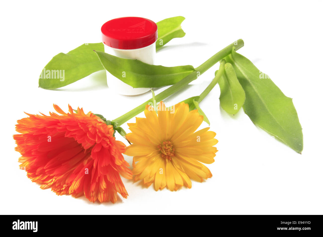 Ringelblumeblume - Calendula Officinalis- Stockfoto