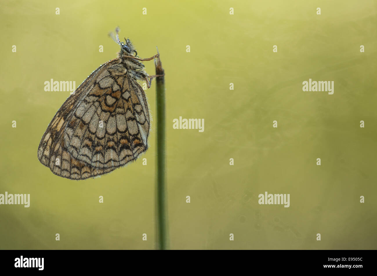 Heide Fritillary (Melitaea Athalia), Deutschland Stockfoto