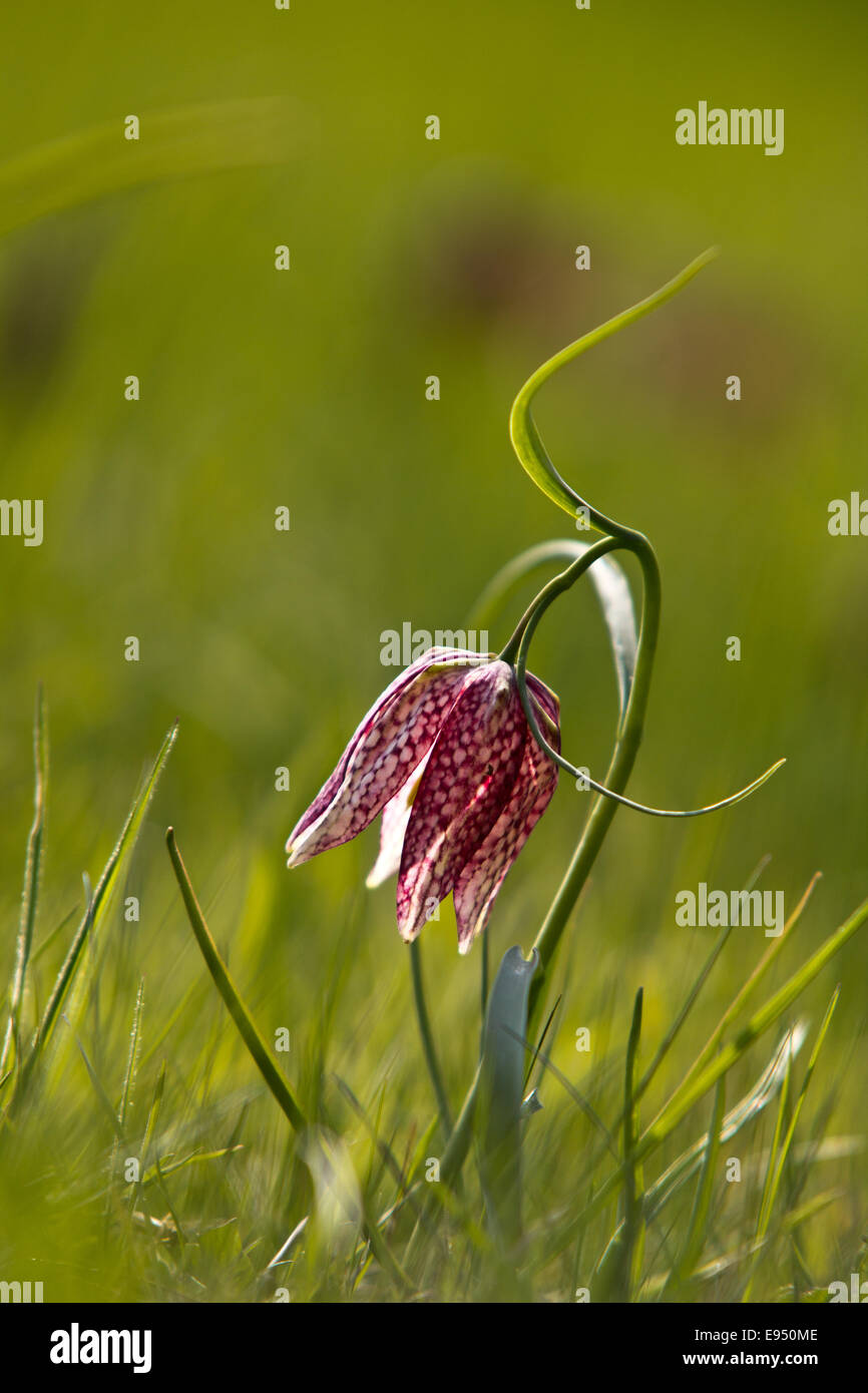 Karierte Lilie, Fritillaria meleagris Stockfoto