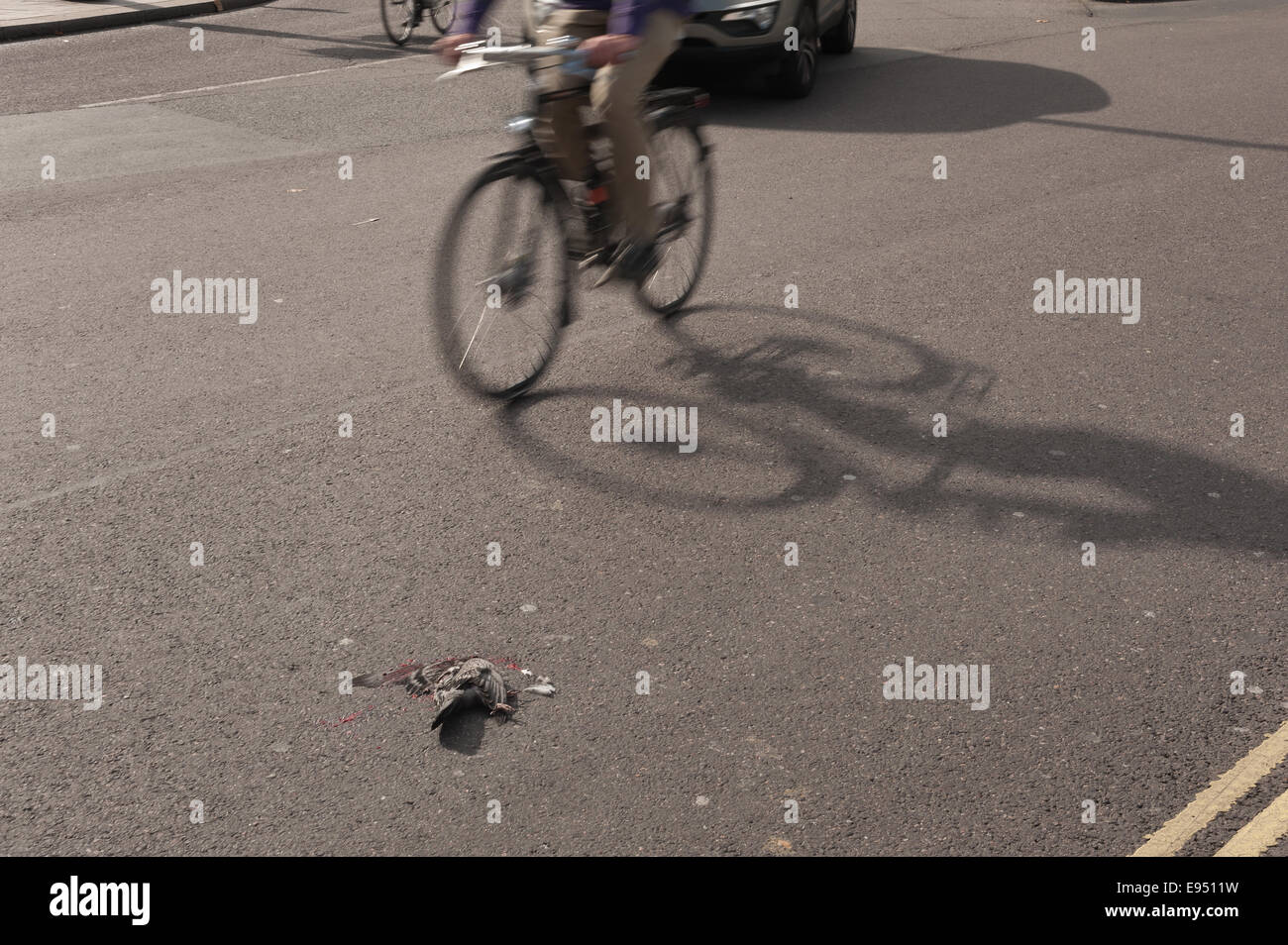 Gefahren von Ausweichen des Verkehrs am Trafalgar Square eine Taube nur getötet wurde von einem Bus überfahren Stockfoto