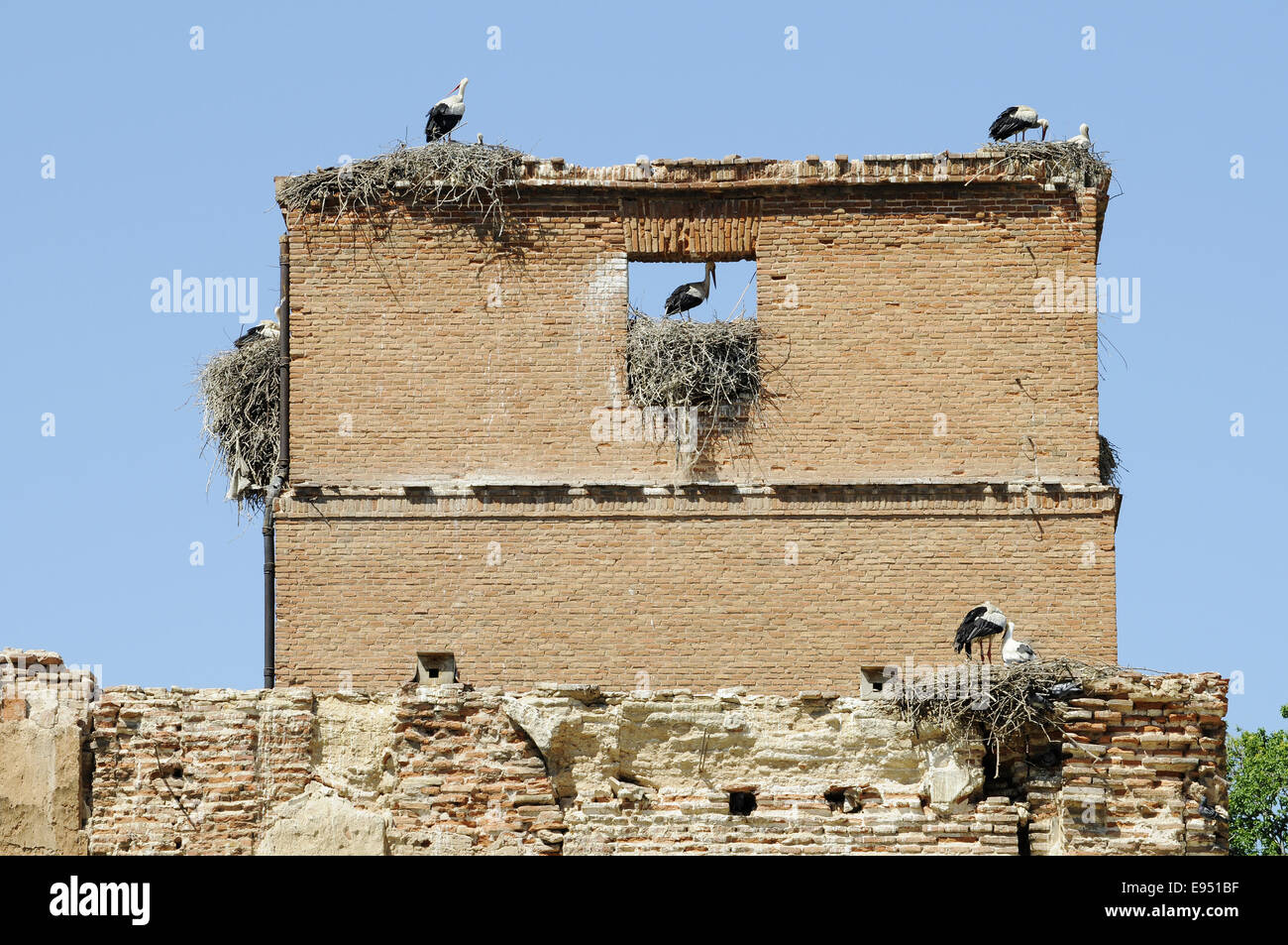 Störche Nester, Alcalá De Henares, Spanien Stockfoto