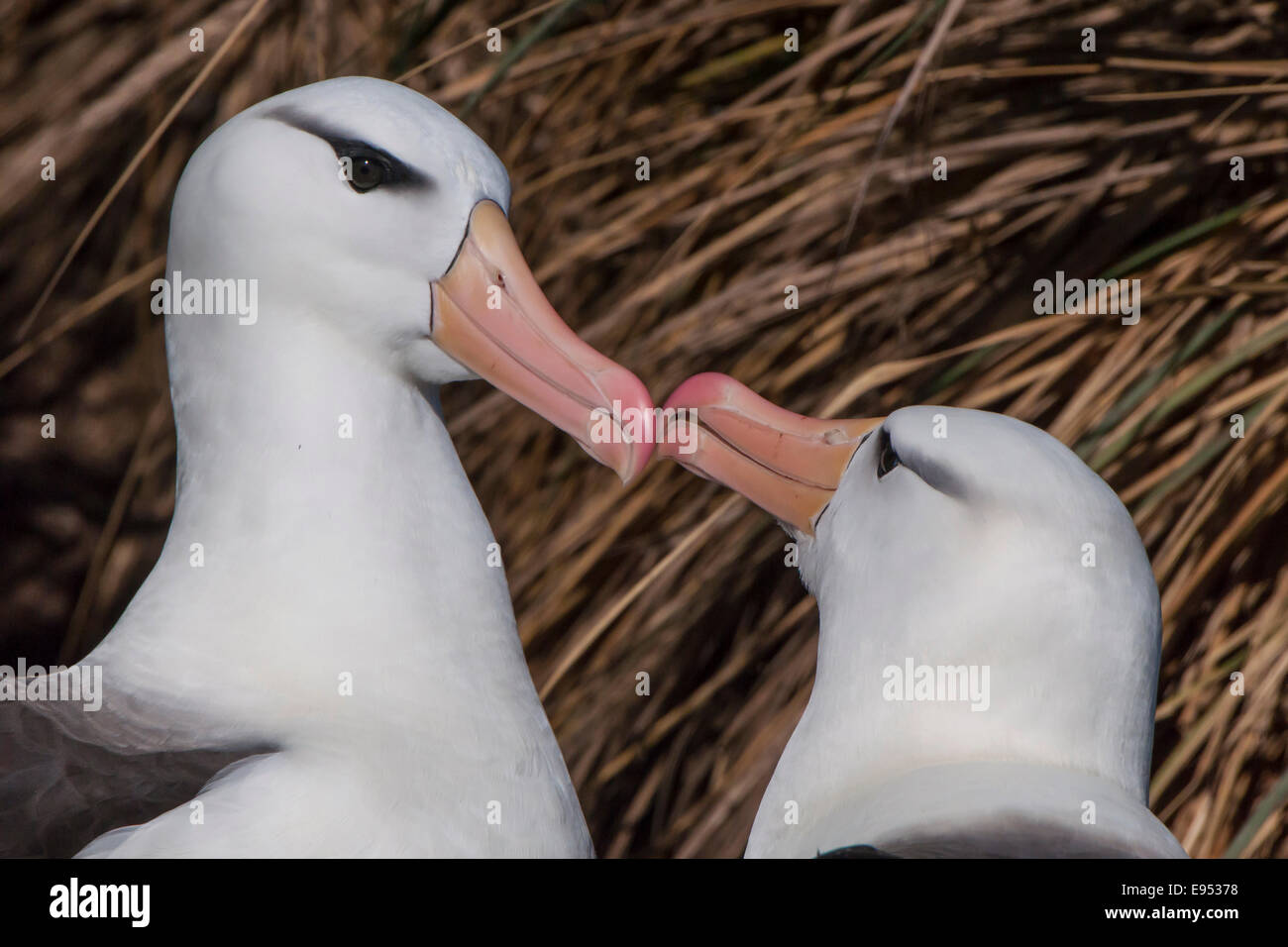 Black-browed Albatros oder Black-browed Mollymawk (Thalassarche Melanophris) Rückkehr zu seinem Nest und der Begrüßung durch seine Stockfoto