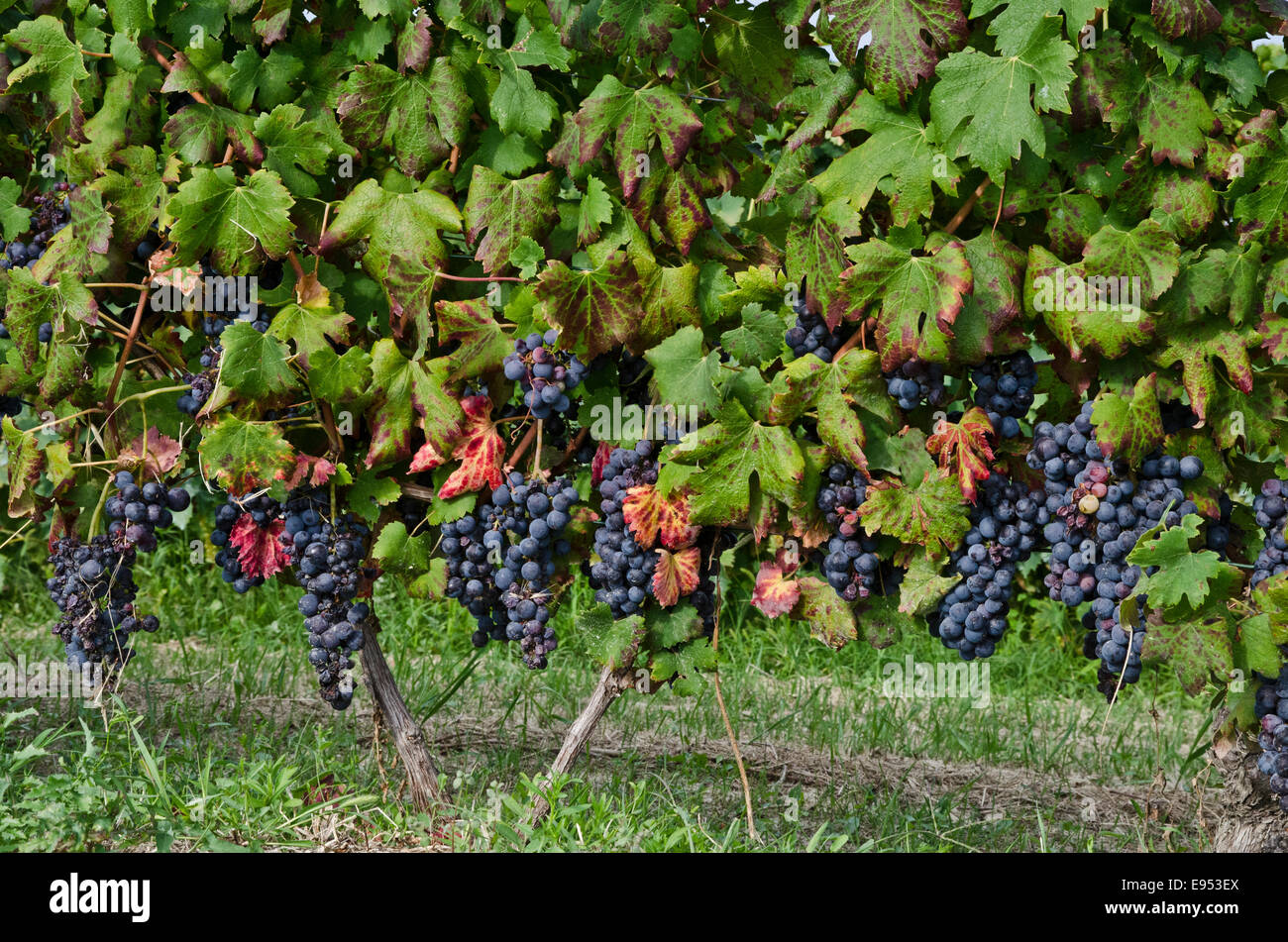 Italien, Panorama über die Weinberge des Piemonts: Langhe Roero und Monferrato auf der UNESCO-Welterbe Liste: Nebbiolo Trauben Stockfoto