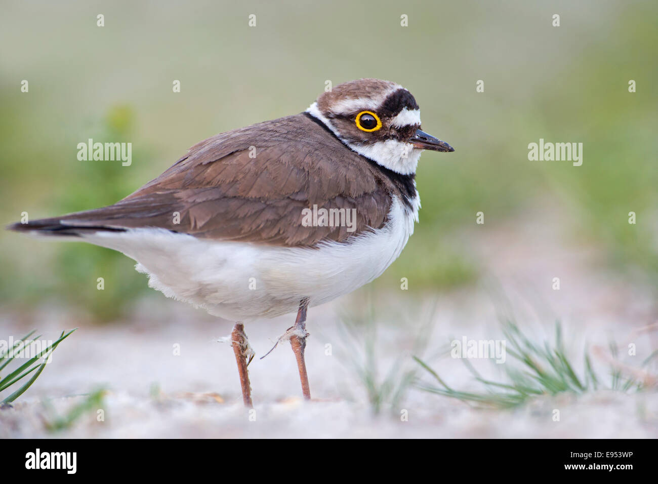 Kleinen Flussregenpfeifer-Regenpfeifer (Charadrius Dubius), Habitat, mittlere Elbe, Sachsen-Anhalt, Deutschland Stockfoto
