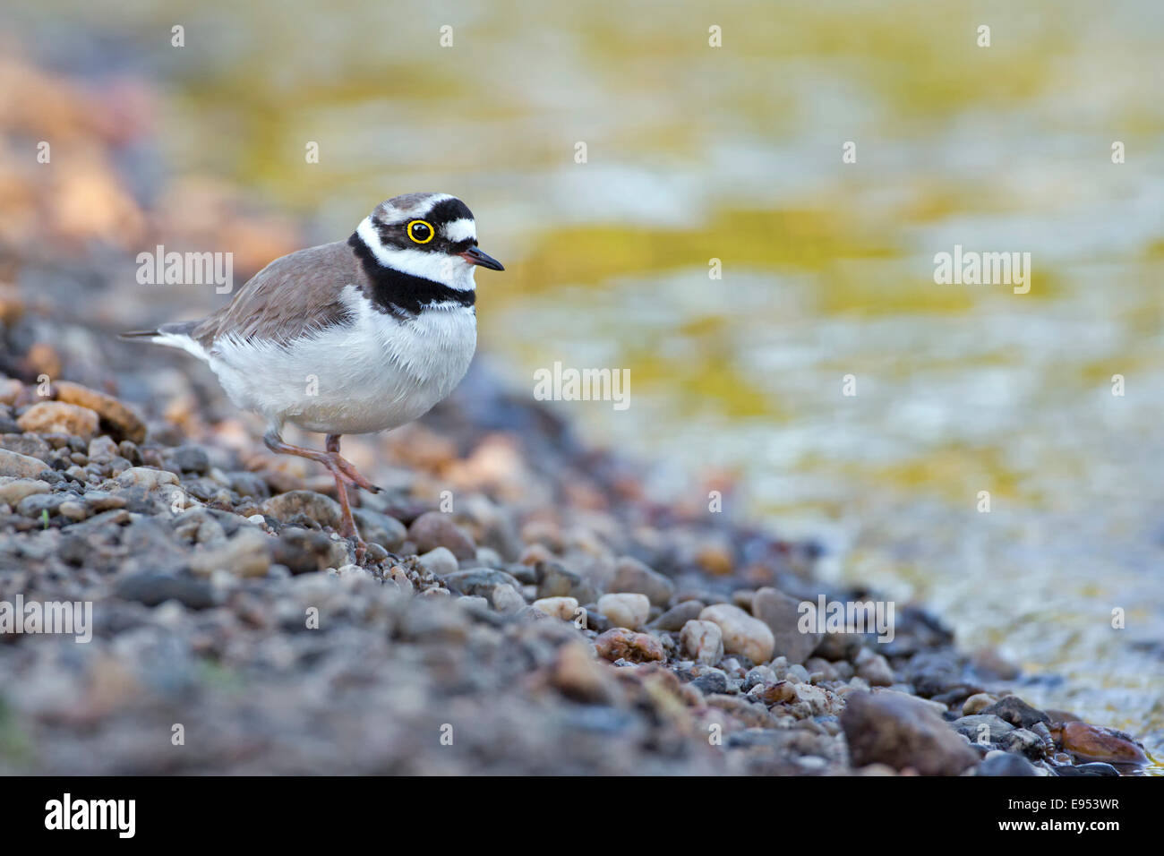 Kleinen Flussregenpfeifer-Regenpfeifer (Charadrius Dubius), Banken, Lebensraum, mittlere Elbe, Sachsen-Anhalt, Deutschland Stockfoto