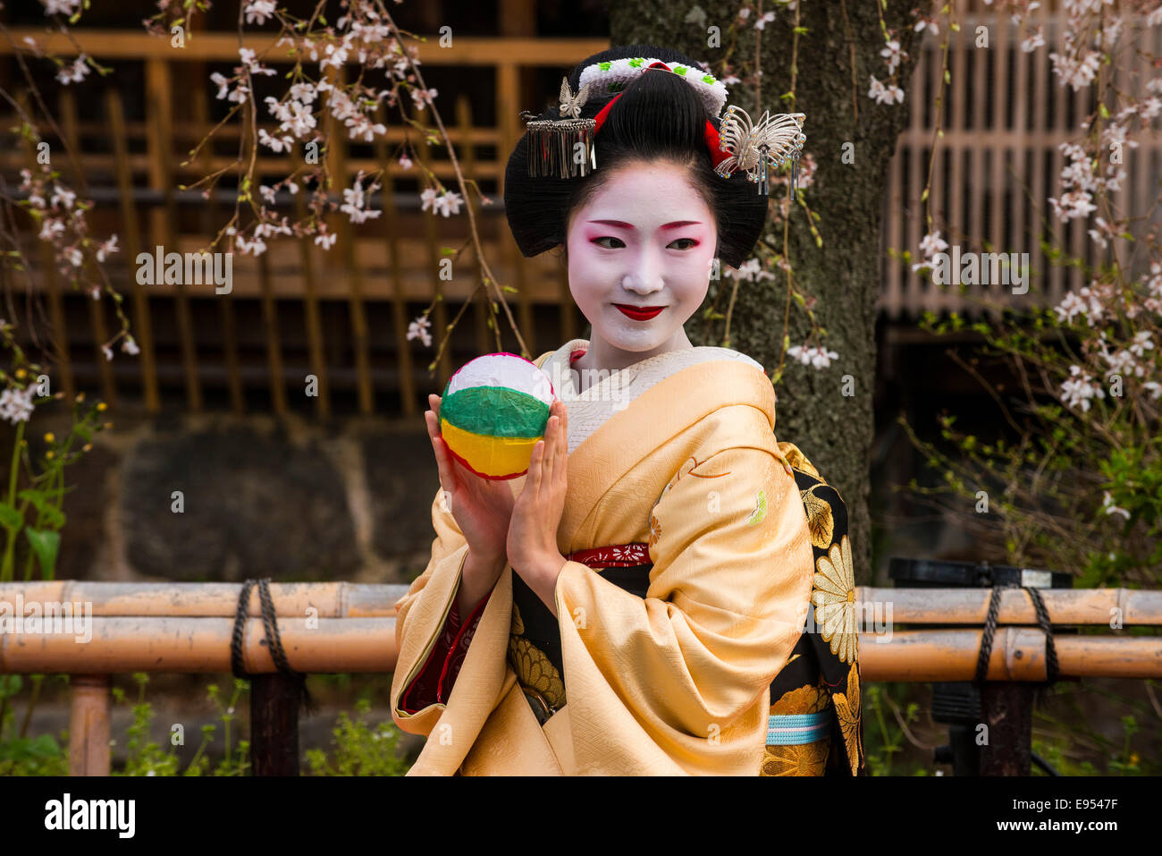 Geisha vor einer blühenden Kirsche Baum im Geisha-Viertel Gion, Kyoto, Japan Stockfoto