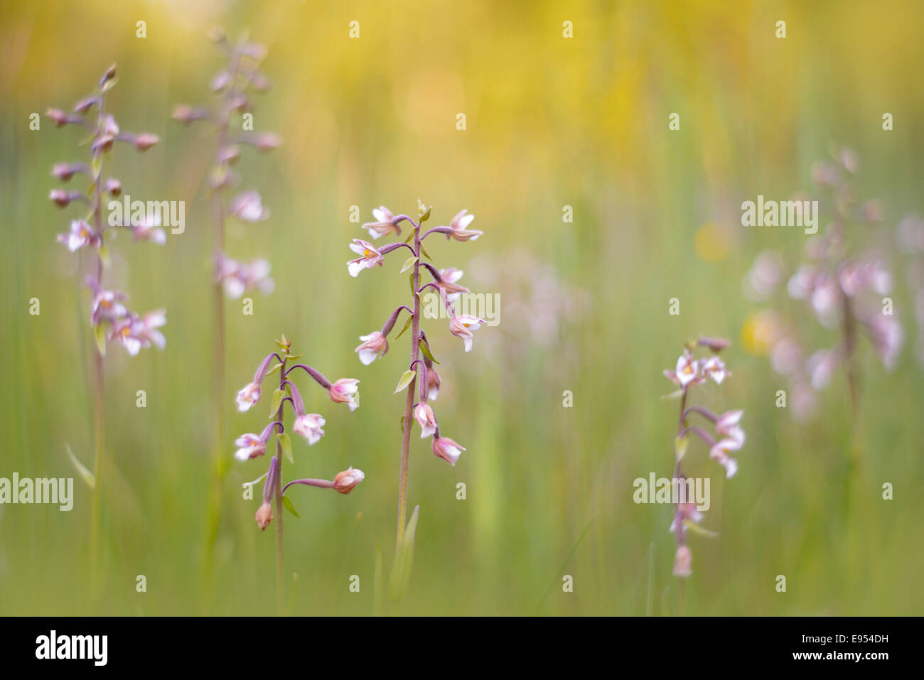 Marsh Helleborine (Epipactis Palustris) in einem Sumpfgebiet, Sachsen-Anhalt, Deutschland Stockfoto