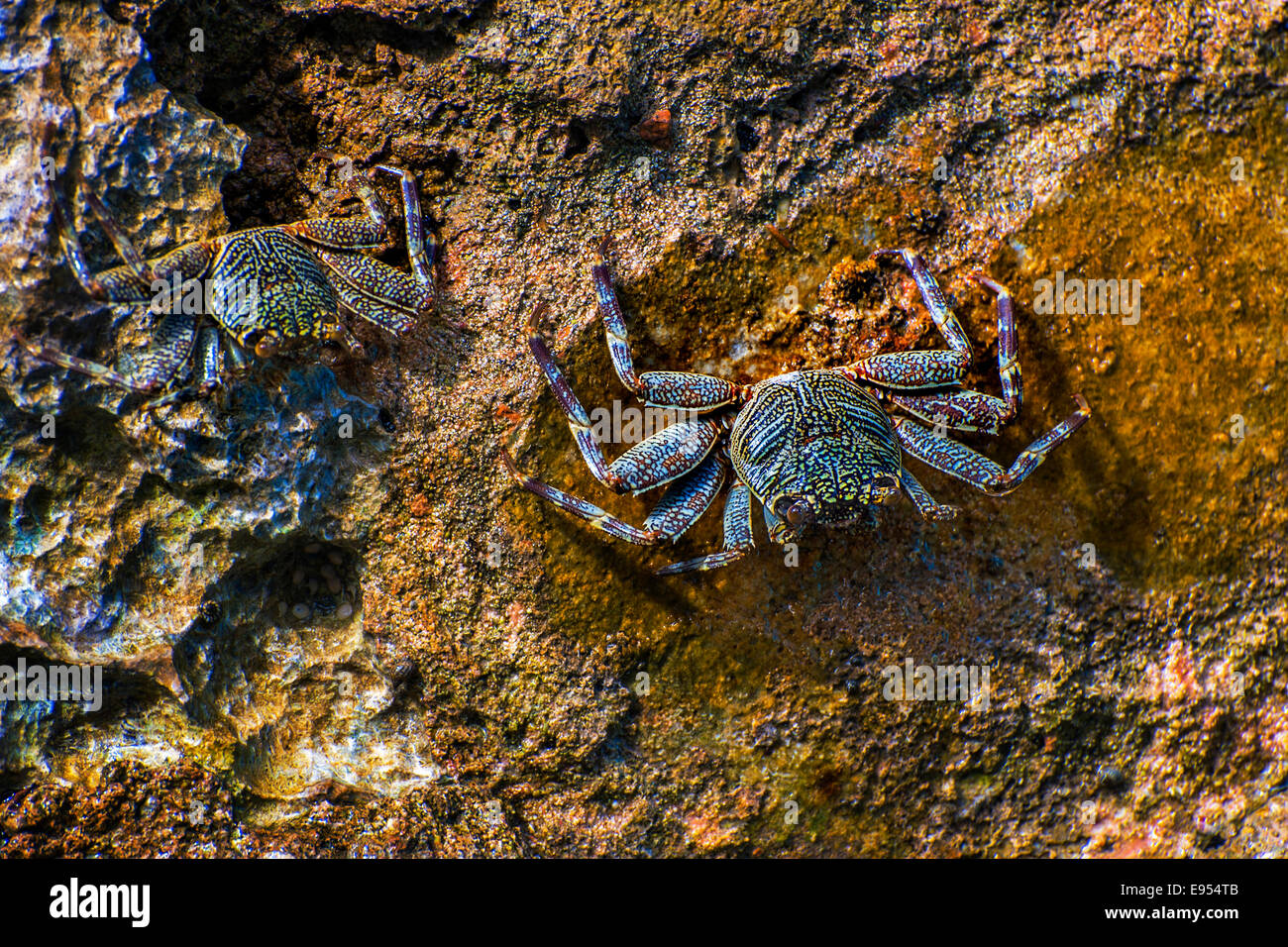 Sally-Licht-Fuß Krabbe (Grapsus Albolineatus), Wakatobi Dive Resort, Sulawesi, Indonesien Stockfoto