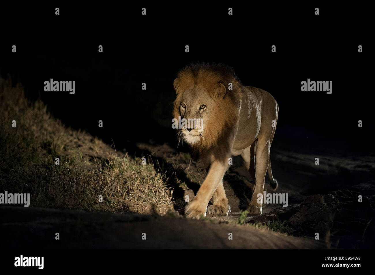 Löwe (Panthera Leo), Mähne Löwe, in der Nacht, Südafrika Stockfoto